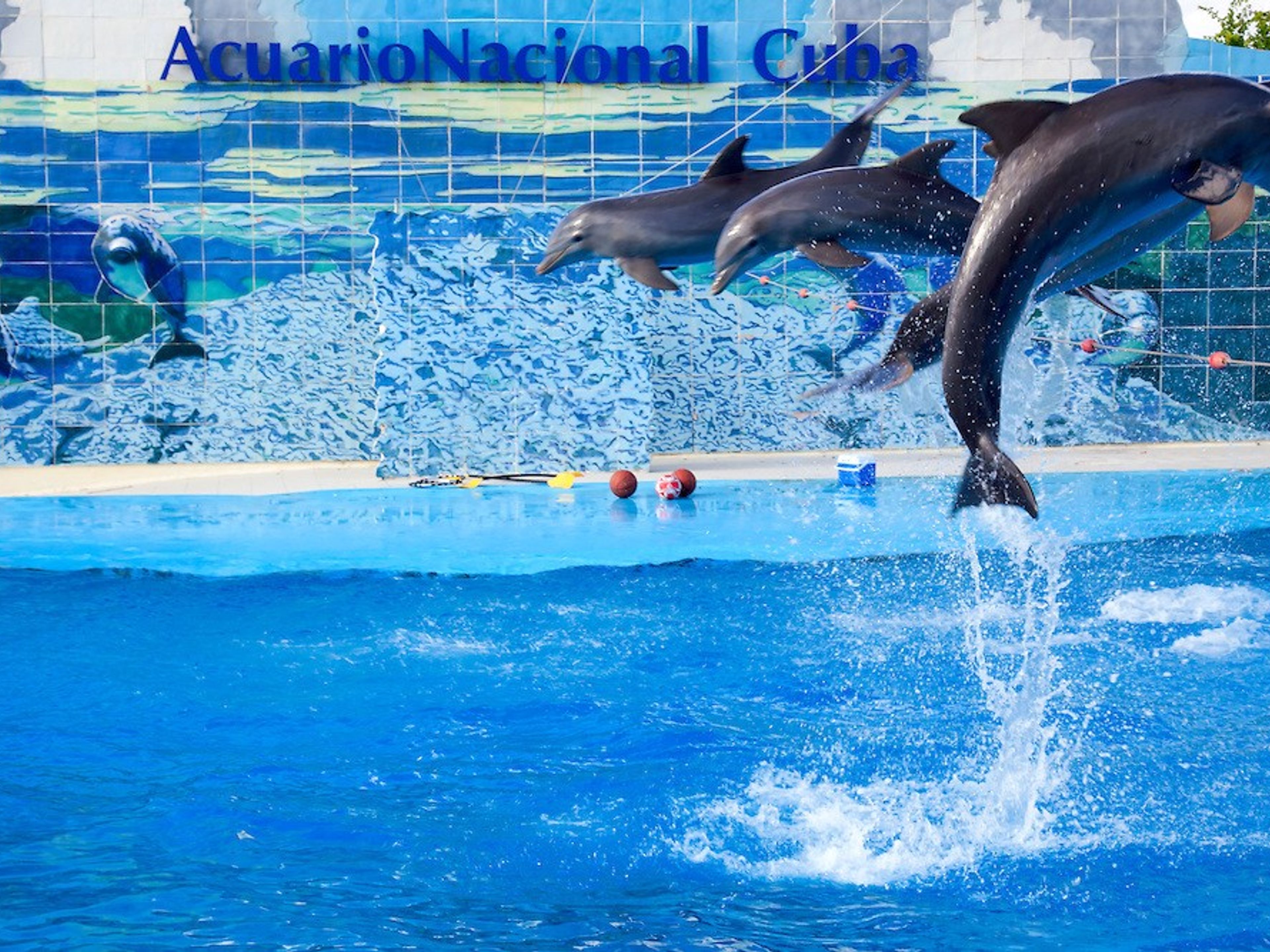 “VISIT TO THE NATIONAL AQUARIUM OF CUBA” Tour. The National Aquarium of Cuba, Havana, Cuba.