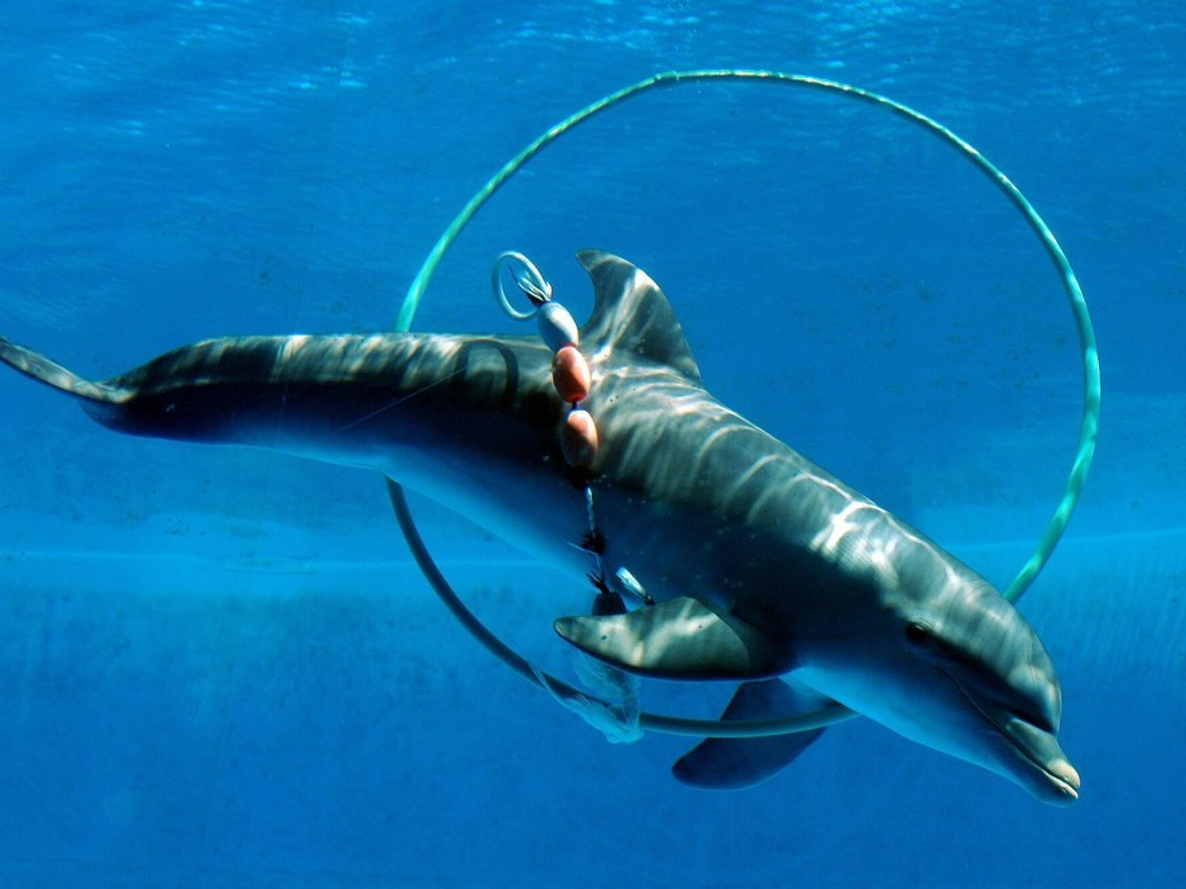 “VISIT TO THE NATIONAL AQUARIUM OF CUBA” Tour. The National Aquarium of Cuba, Havana, Cuba.