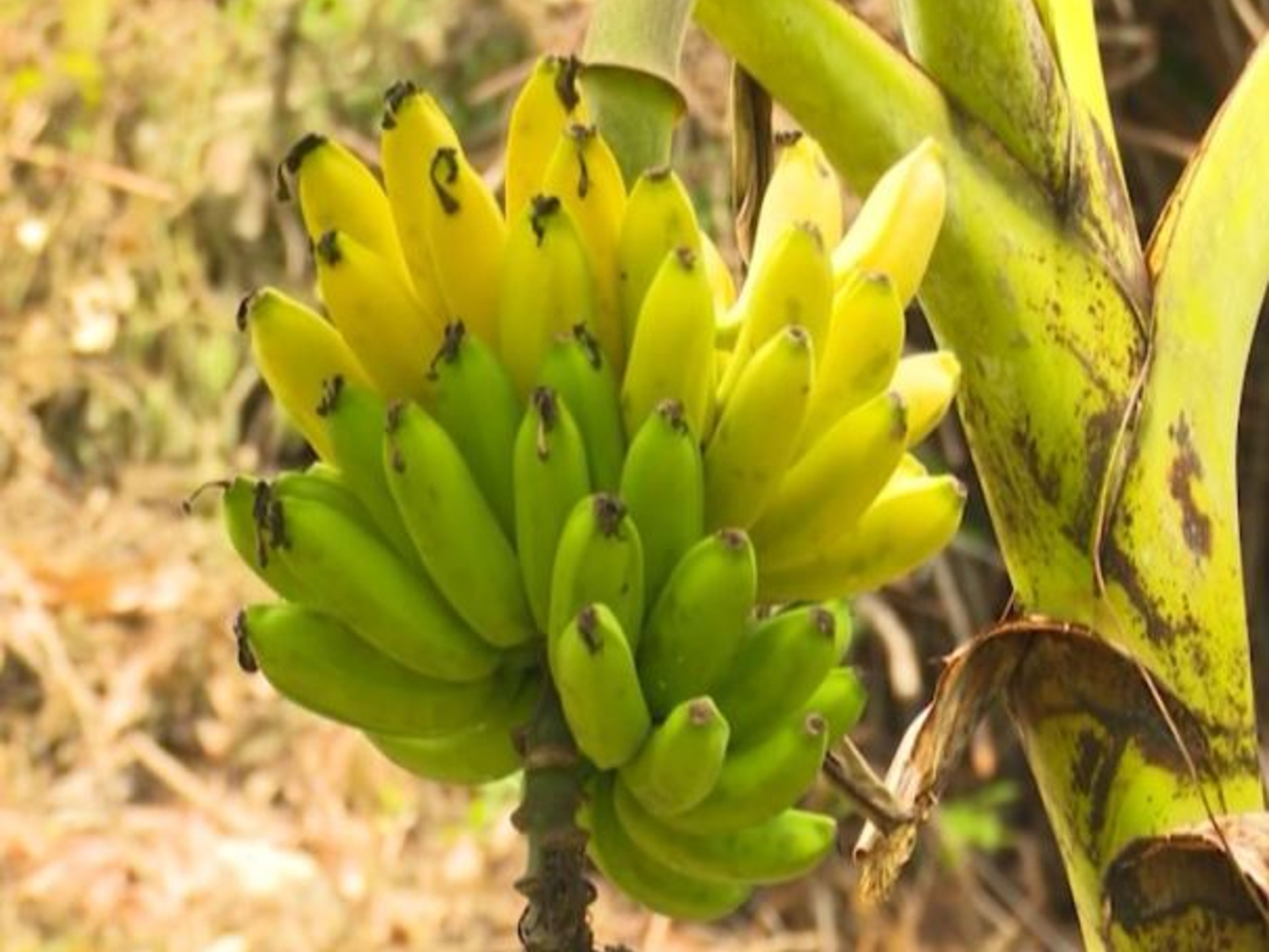 Visite à la ferme de plantes agro-écologiques et médicinales. Bananas  - ”Visit to the Agroecological and Medicinal Plants Farm”