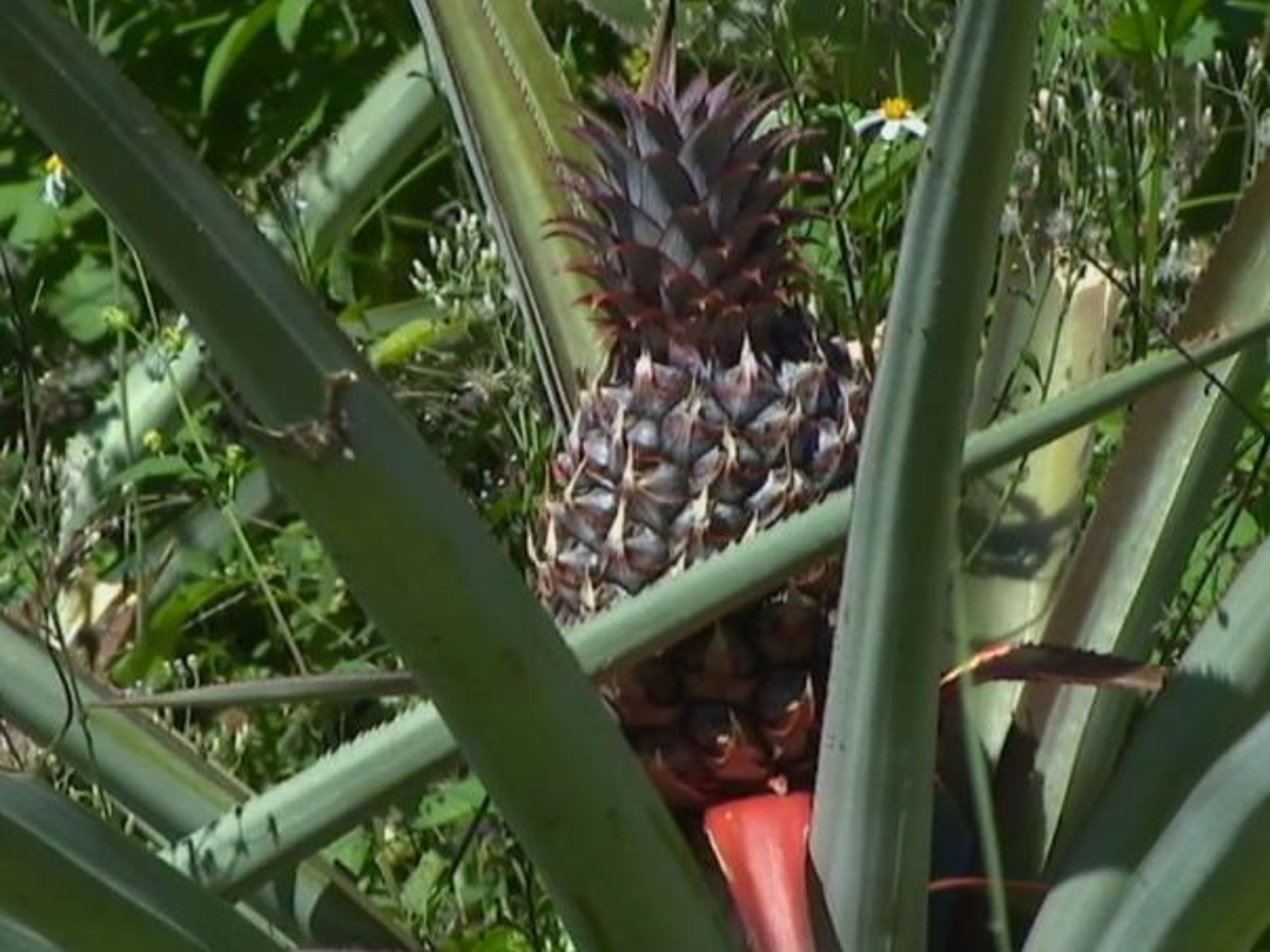 Visite à la ferme de plantes agro-écologiques et médicinales. Pineapple  - ”Visit to the Agroecological and Medicinal Plants Farm”