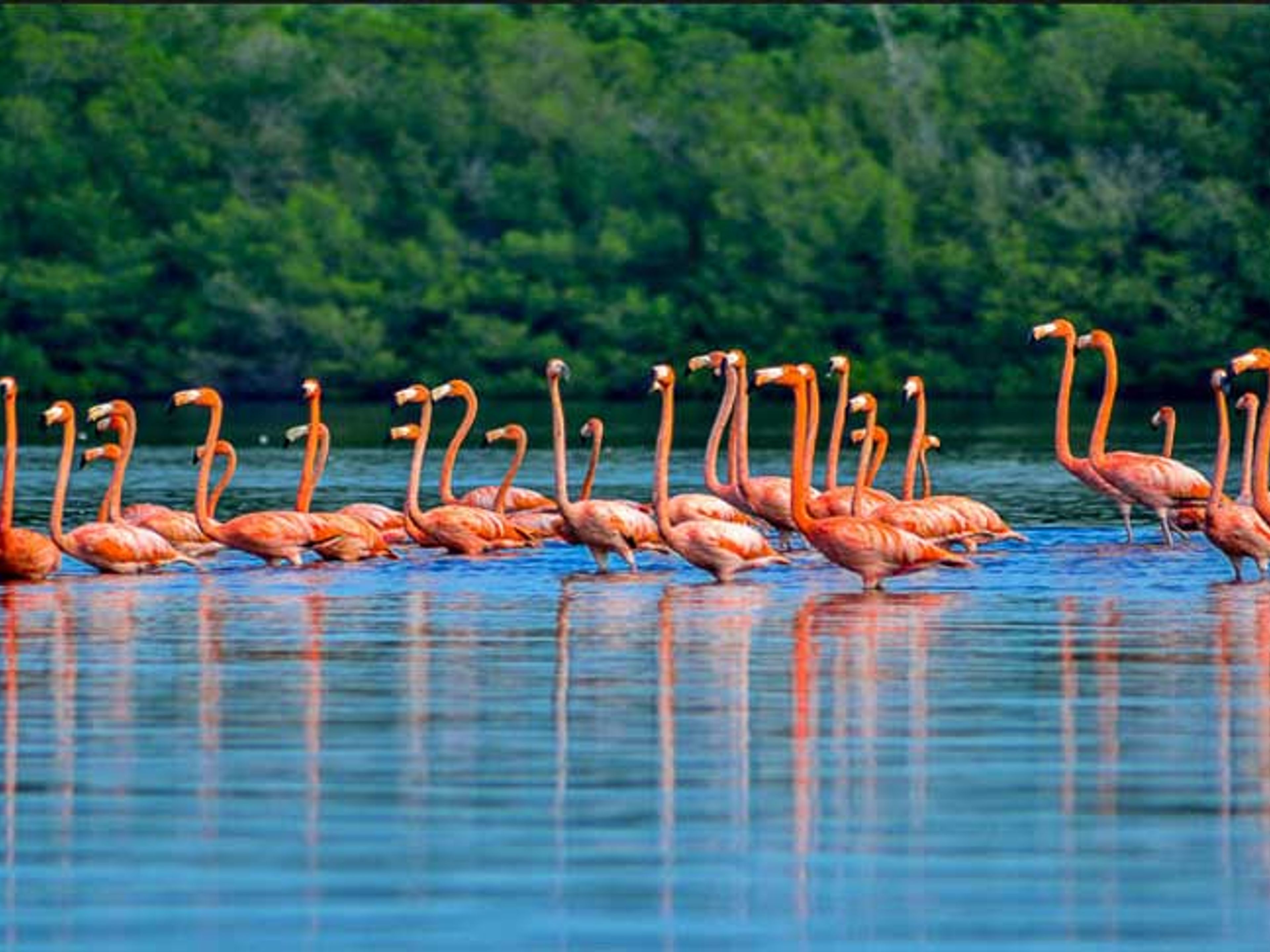 Тур "СЬЕНФУЭГОС - ЛАГУНА ГУАНАРОКА - ДЕЛЬФИНАРИЙ". Guanaroca lagoon park