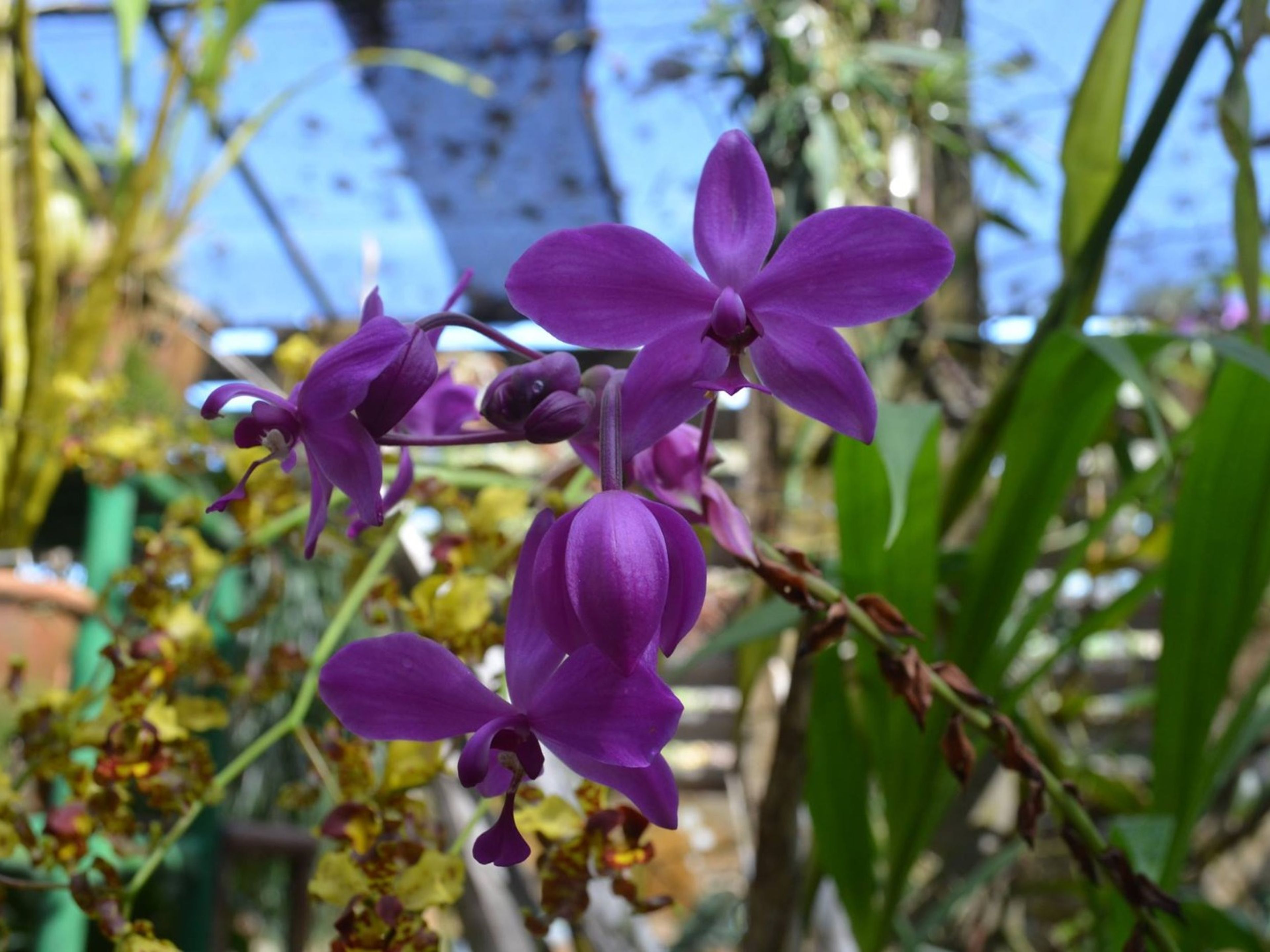 Jeep Safari “LAS TERRAZAS - HABANA OVERNIGHT”. Orquideario Soroa, Jeep "Overnight Terraces - Havana"