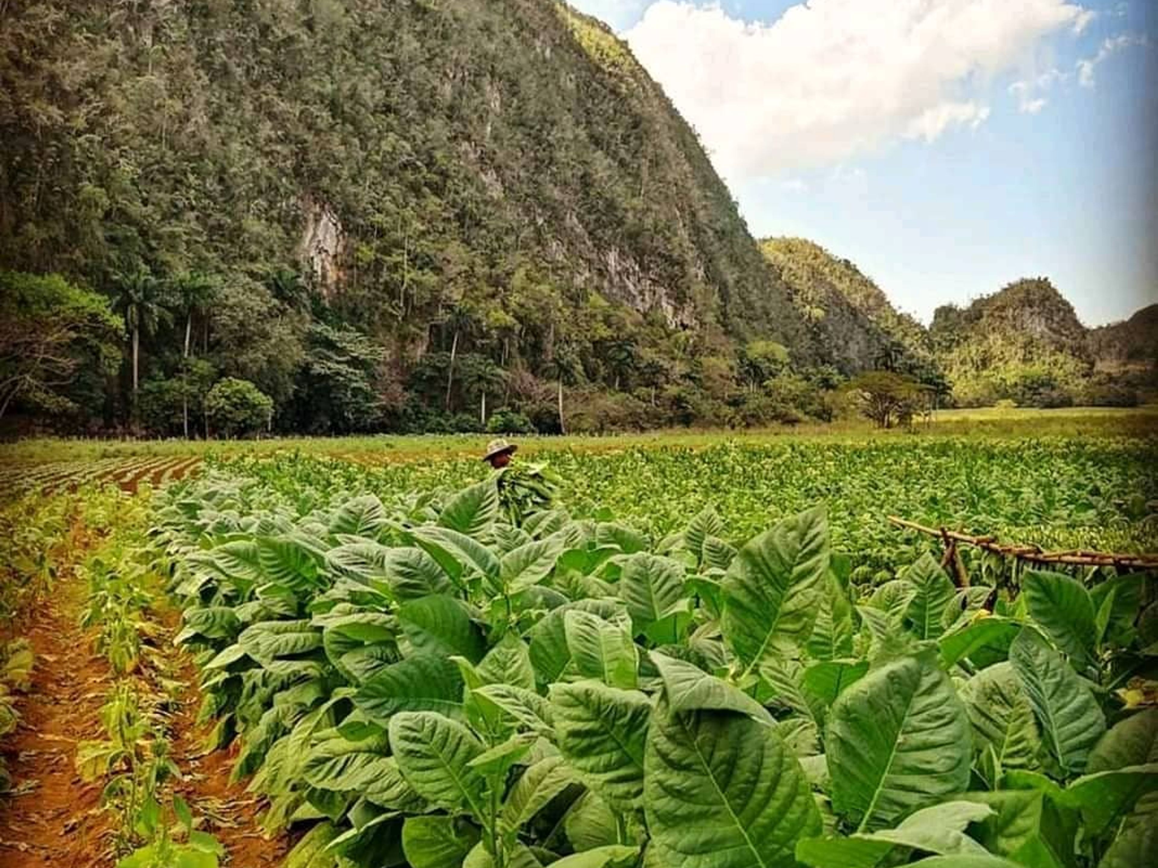 Tour "GIRO TUTTO INCLUSO NELLA VALLE DI VIÑALES". Tobacco plantations panoramic view, The Viñales Valley, UNESCO World Heritage Site, Viñales, Pinar del Río, Cuba.