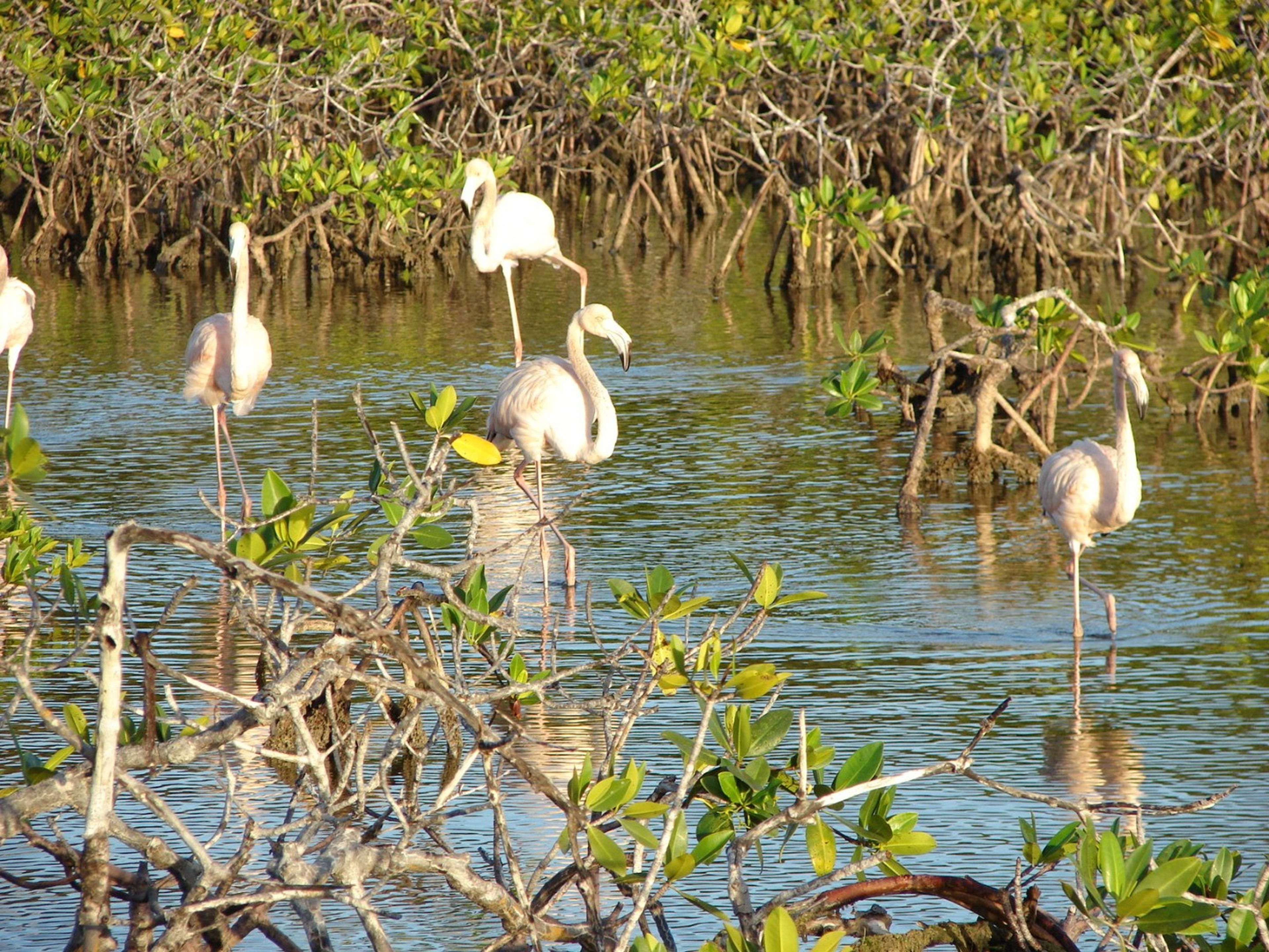Jeep Safari “MINI JEEP”. El Bagá Natural Park, Cayo Coco, Jardines del Rey, Ciego de Ávila, Cuba.