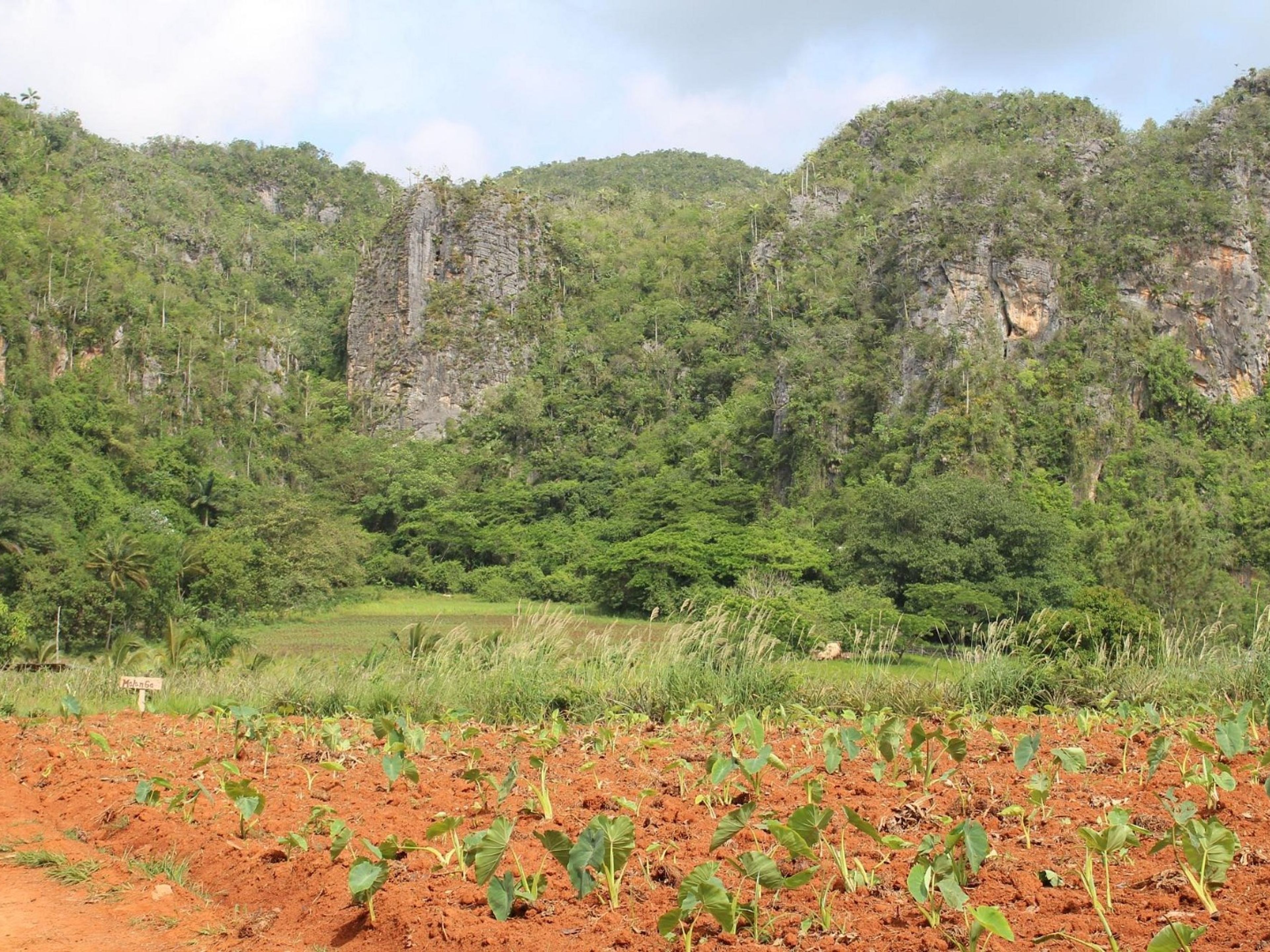 Tour "SENTIERO SAN VICENTE - ANCÓN NELLA VALLE DI VIÑALES". “SAN VICENTE - ANCÓN TRAIL IN THE VIÑALES VALLEY” Tour, Viñales, Pinar del Río, Cuba.