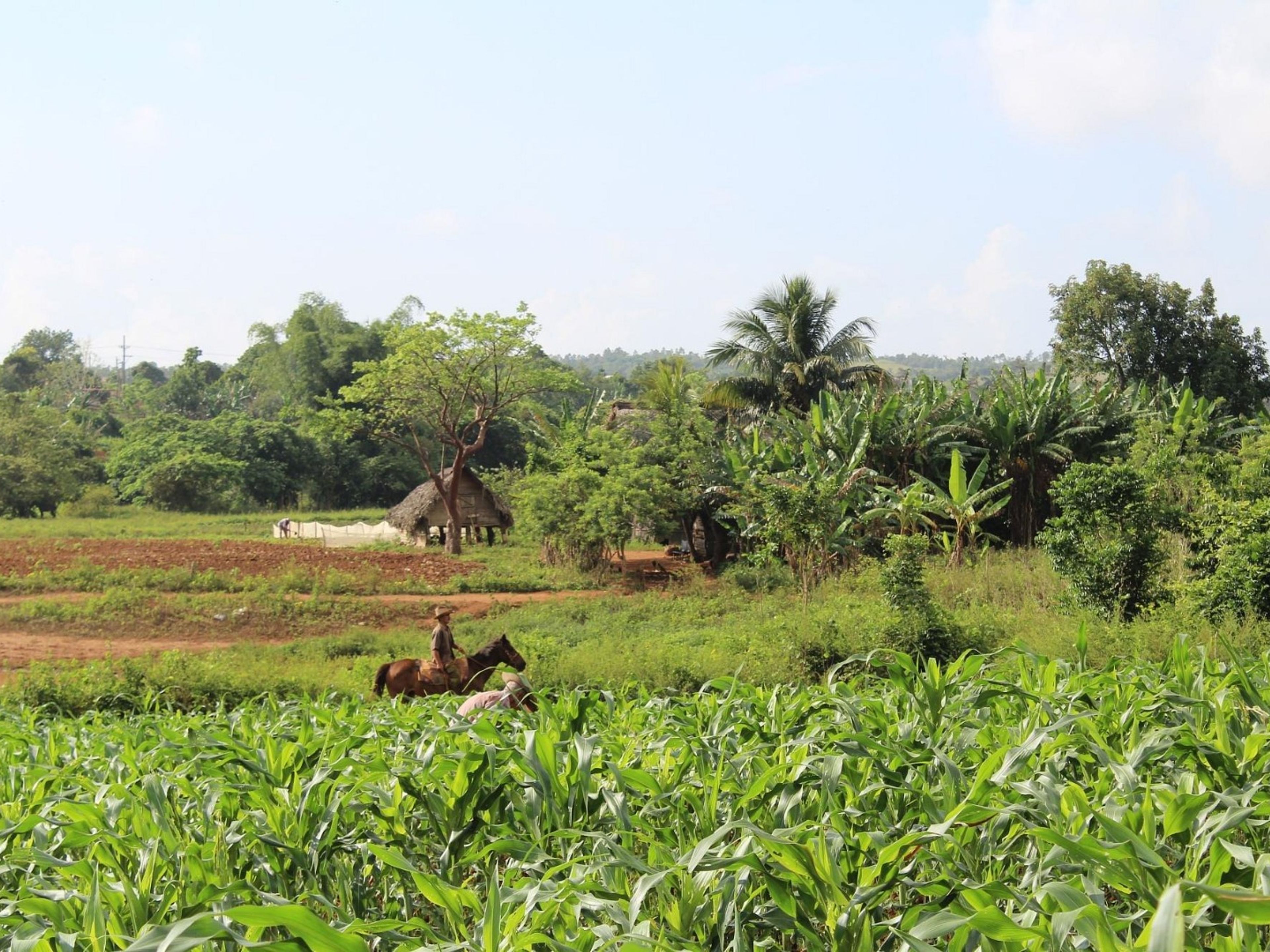 Tour "SENTIERO SAN VICENTE - ANCÓN NELLA VALLE DI VIÑALES". “SAN VICENTE - ANCÓN TRAIL IN THE VIÑALES VALLEY” Tour, Viñales, Pinar del Río, Cuba.