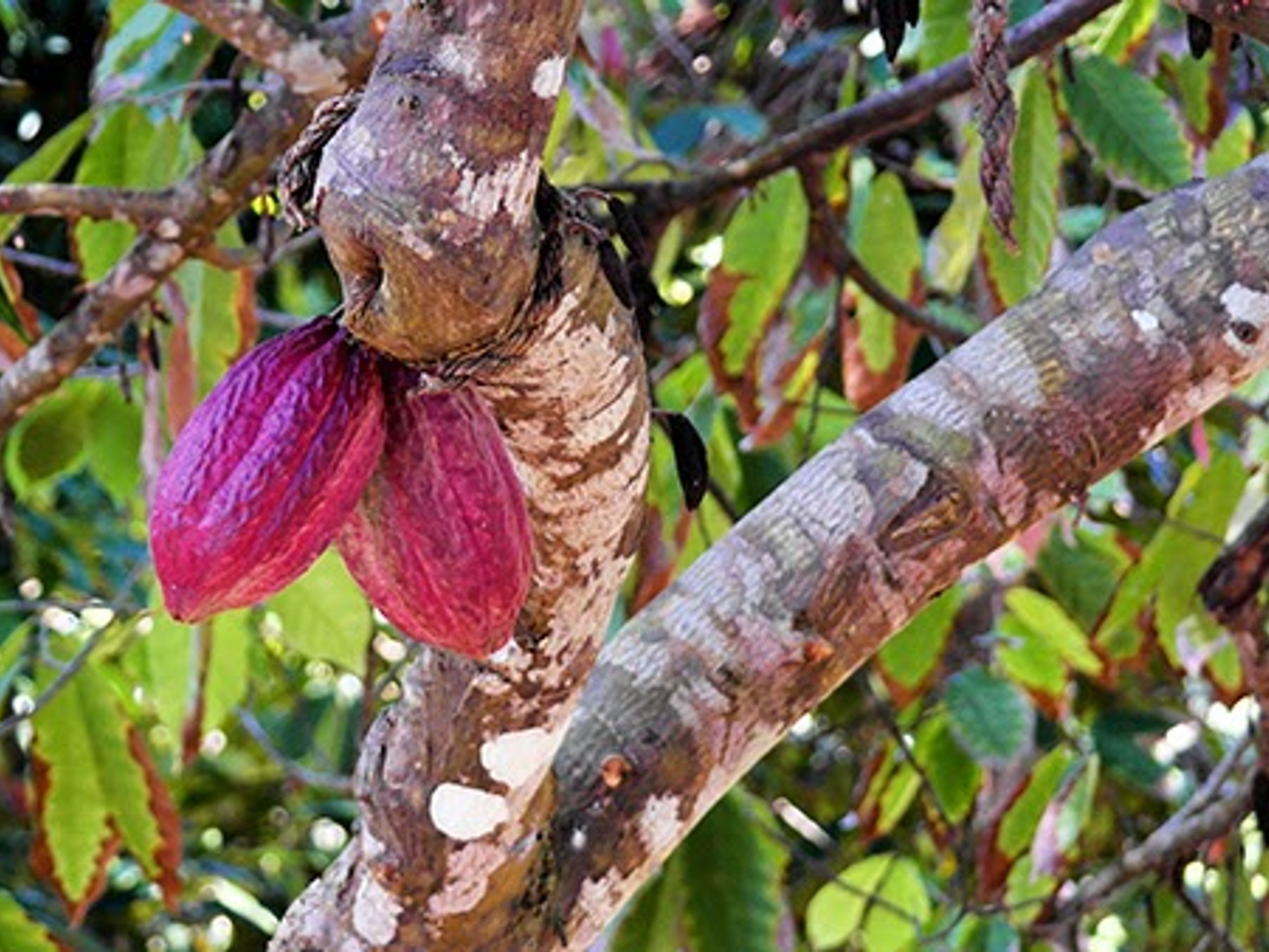 Excursión "VISITA A RANCHO TOA". Cacao, Baracoa, Cuba