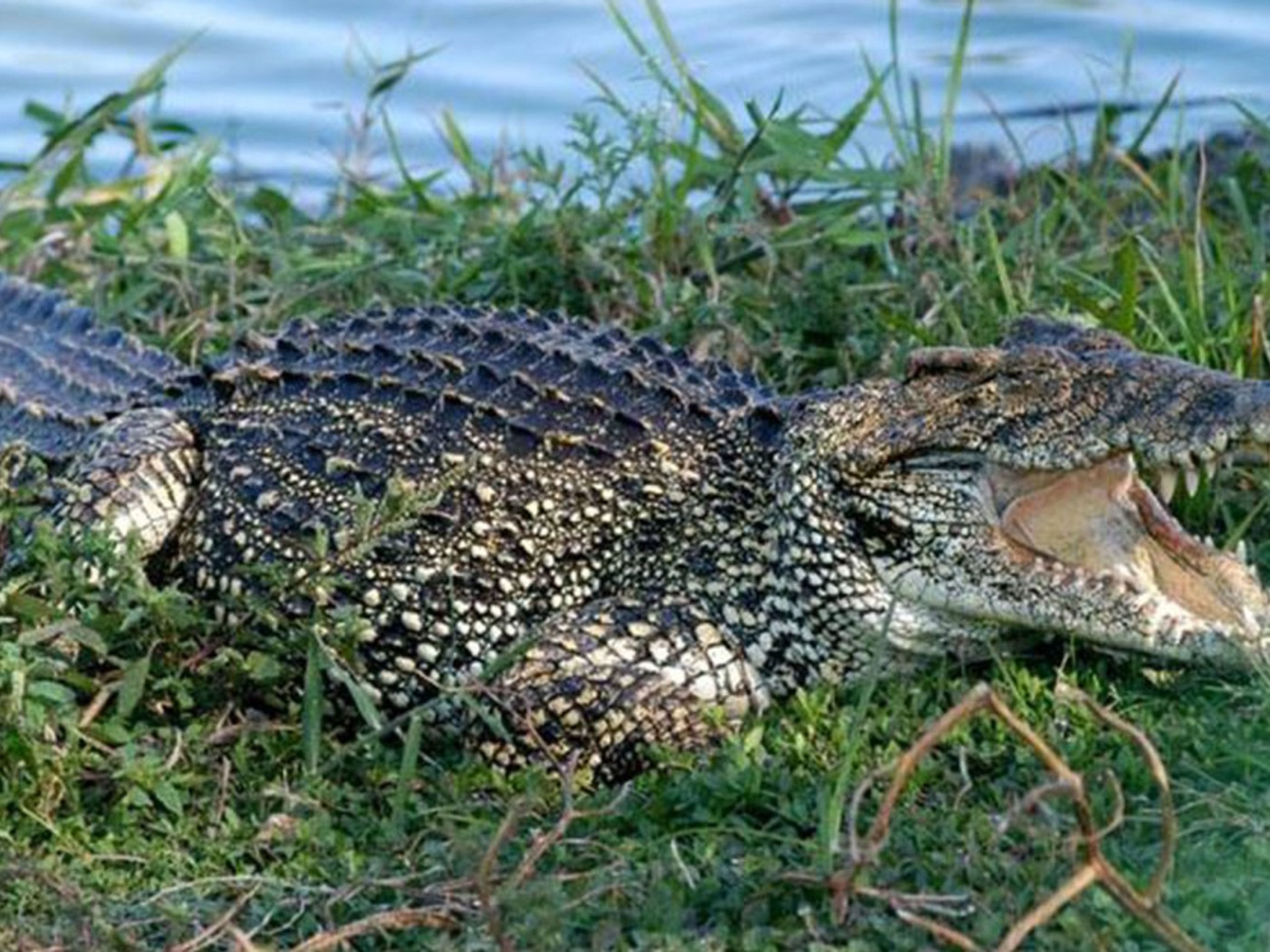 Jeep Safari “CARIBBEAN DAY“ (CIENAGA DE ZAPATA, RESERVA DE LA BIOSFERA). The biggest crocodile farm in Cuba