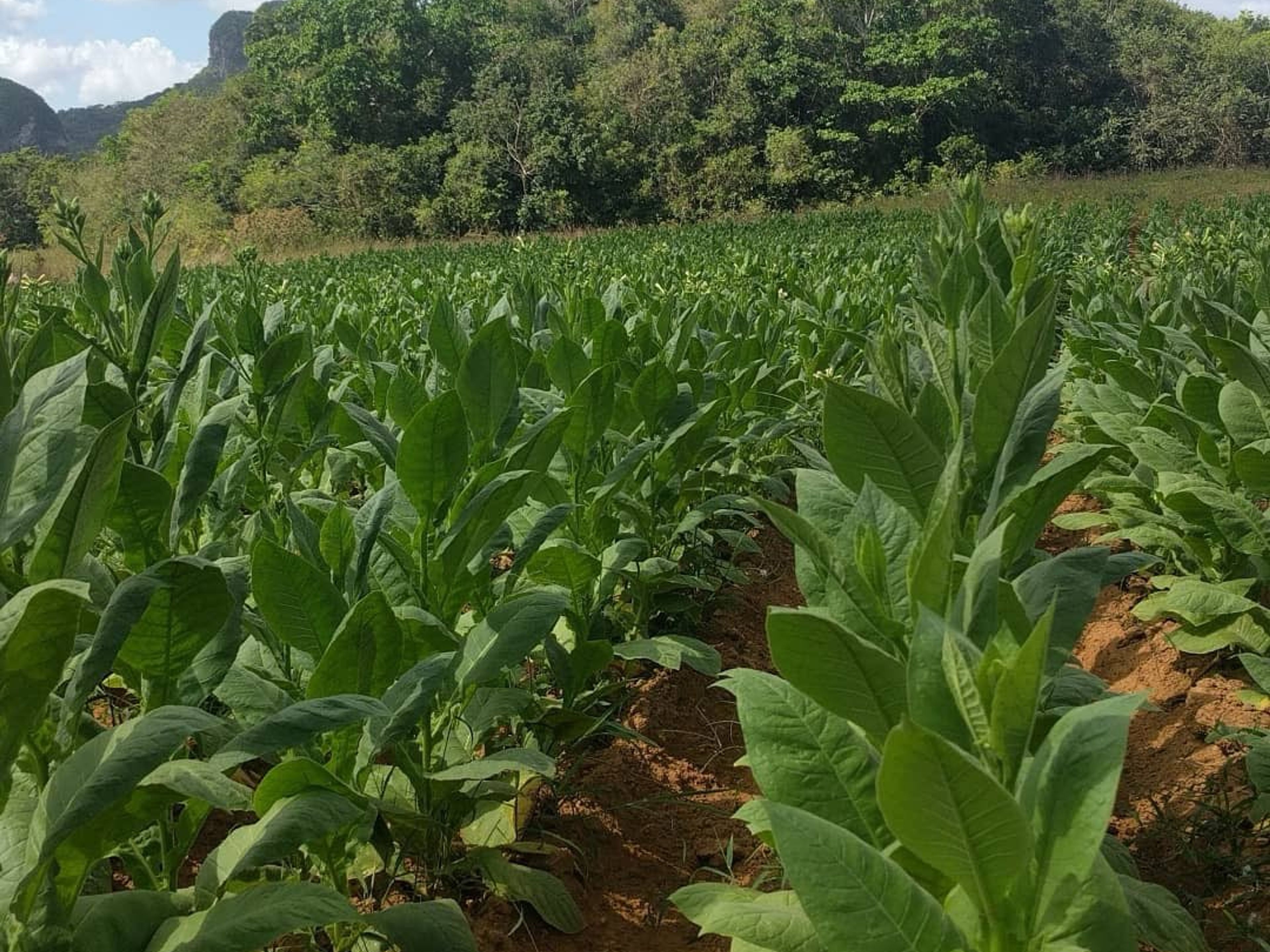 Tour privato "VIAGGIO DI UN GIORNO DA HAVANA A VIÑALES: ESPLORA LA VALLE DI VIÑALES IN MODO ATTIVO". “DAY TRIP HAVANA – VIÑALES: EXPLORE THE VIÑALES VALLEY ACTIVE” Tour, Viñales, Pinar del Río, Cuba.