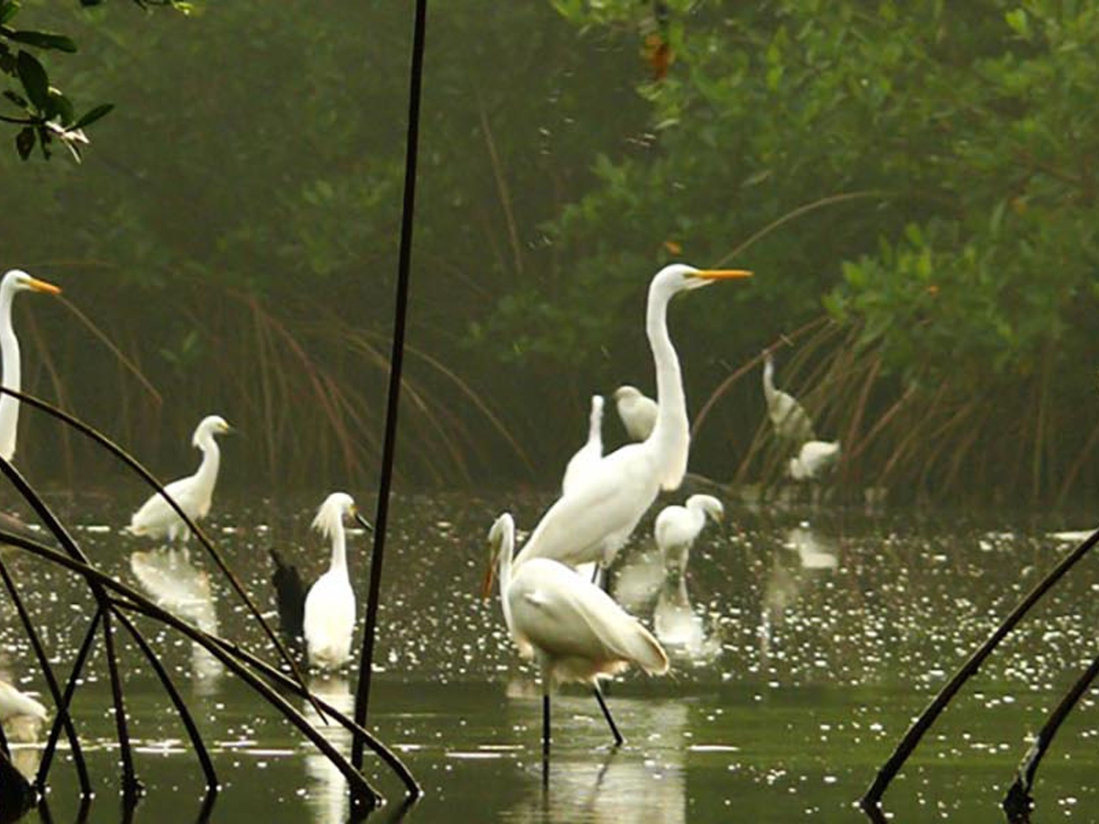 "FLIEGENFISCHEN IM HATIGUANICO FLUSS, HALBINSEL ZAPATA" Tour. “Fly fishing in Hatiguanico River, Zapata Peninsula” Tour