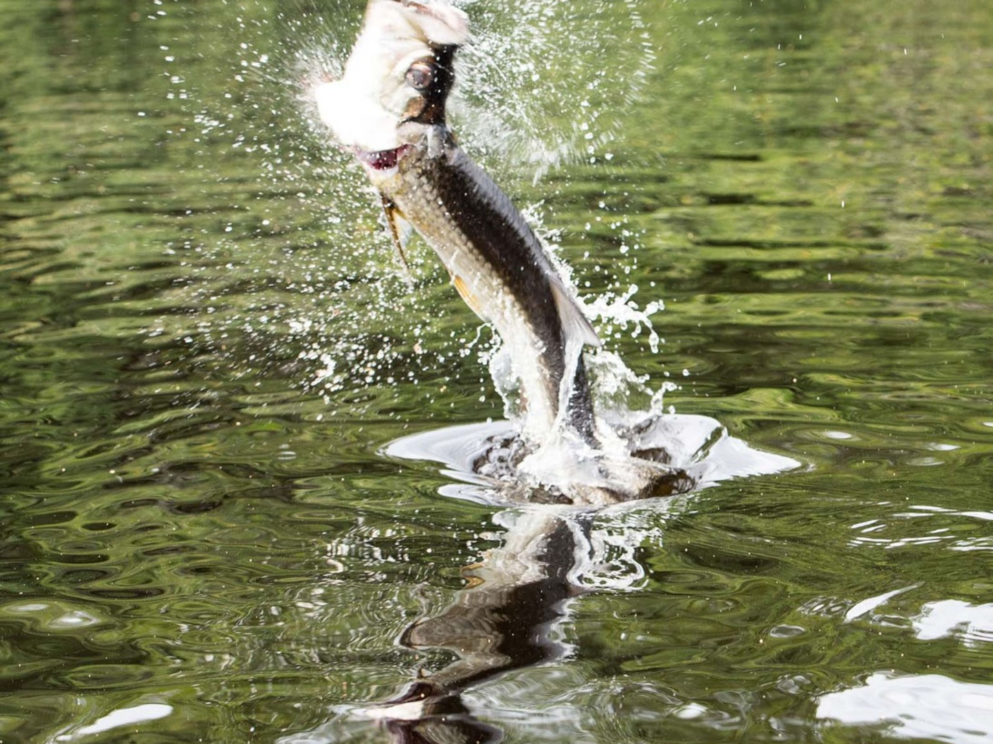 "FLIEGENFISCHEN IM HATIGUANICO FLUSS, HALBINSEL ZAPATA" Tour. “Fly fishing in Hatiguanico River, Zapata Peninsula” Tour