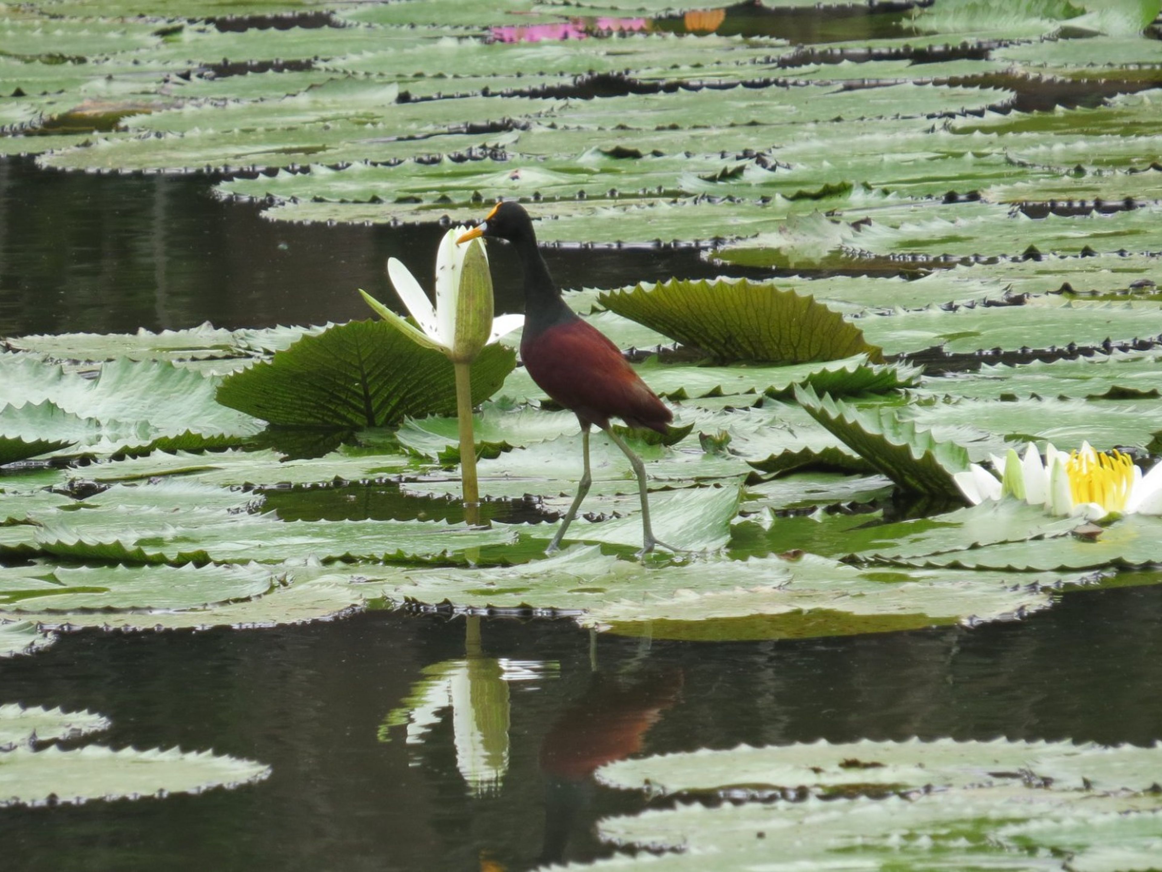 Tour "TREKKING E OSSERVAZIONE DEGLI UCCELLI NEL SISTEMA SPELEOLACUSTRE DELLA PALUDE DI ZAPATA". "HIKING AND BIRD WATCHING IN THE SPELEOLACUSTRINE SYSTEM OF THE ZAPATA SWAMP" Tour, Zapata Peninsula, Matanzas, Cuba.