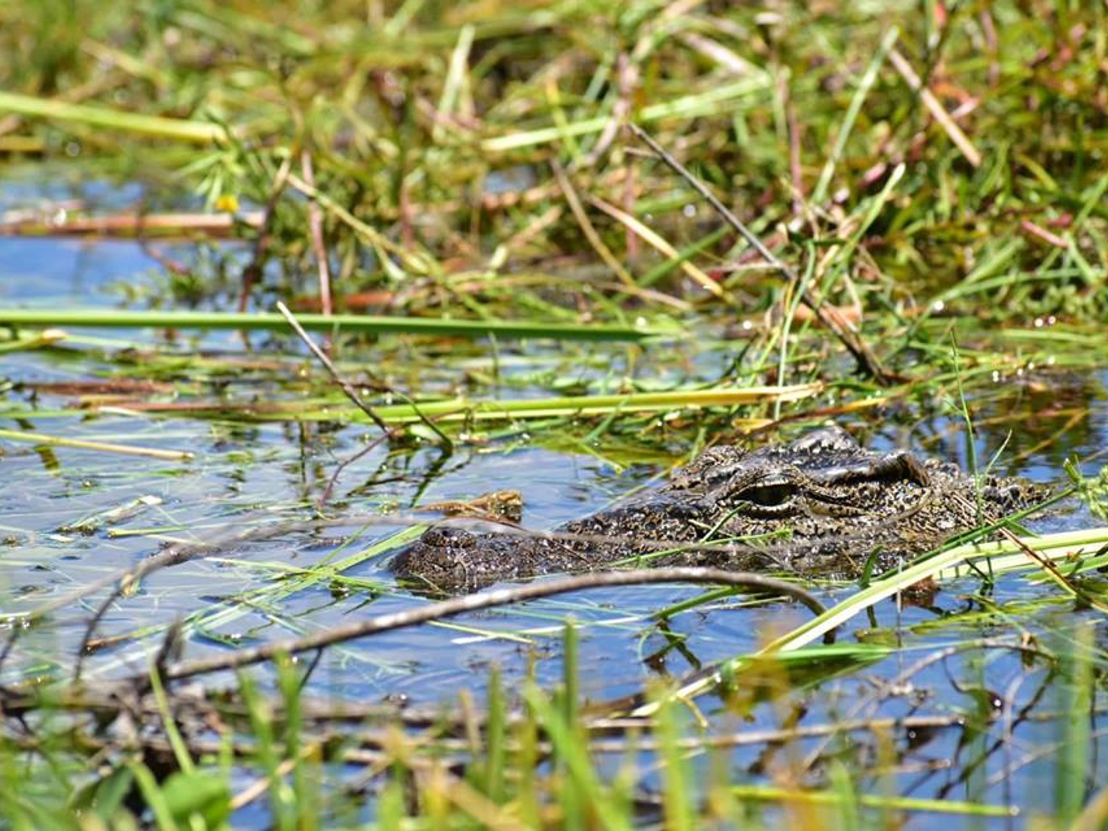 "HIKING AND BIRD WATCHING IN THE SPELEOLACUSTRINE SYSTEM OF THE ZAPATA SWAMP" Tour. "HIKING AND BIRD WATCHING IN THE SPELEOLACUSTRINE SYSTEM OF THE ZAPATA SWAMP" Tour, Zapata Peninsula, Matanzas, Cuba.