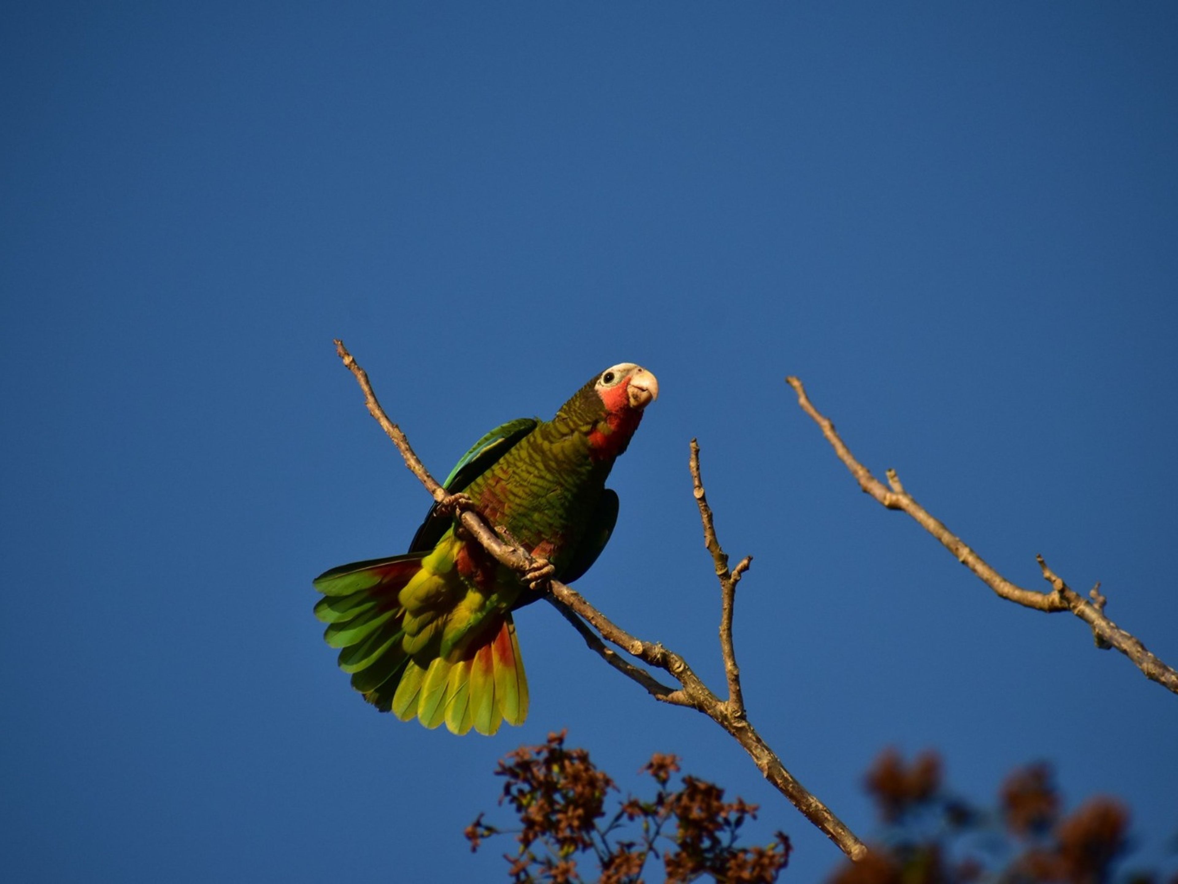 "HIKING AND BIRD WATCHING IN THE SPELEOLACUSTRINE SYSTEM OF THE ZAPATA SWAMP" Tour. "HIKING AND BIRD WATCHING IN THE SPELEOLACUSTRINE SYSTEM OF THE ZAPATA SWAMP" Tour, Zapata Peninsula, Matanzas, Cuba.