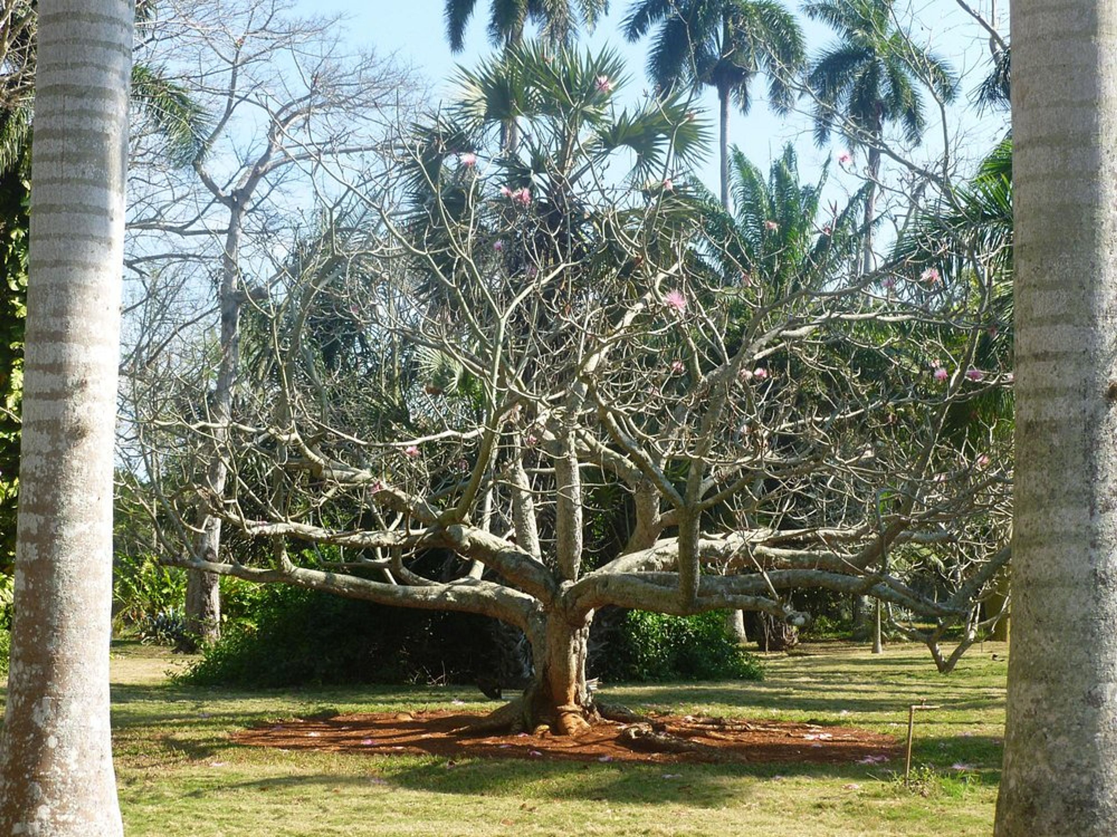 "NATUR UND GESCHICHTE IN HAVANNA" Tour. The Botanical Garden of Habana panoramic view, Havana, Cuba.