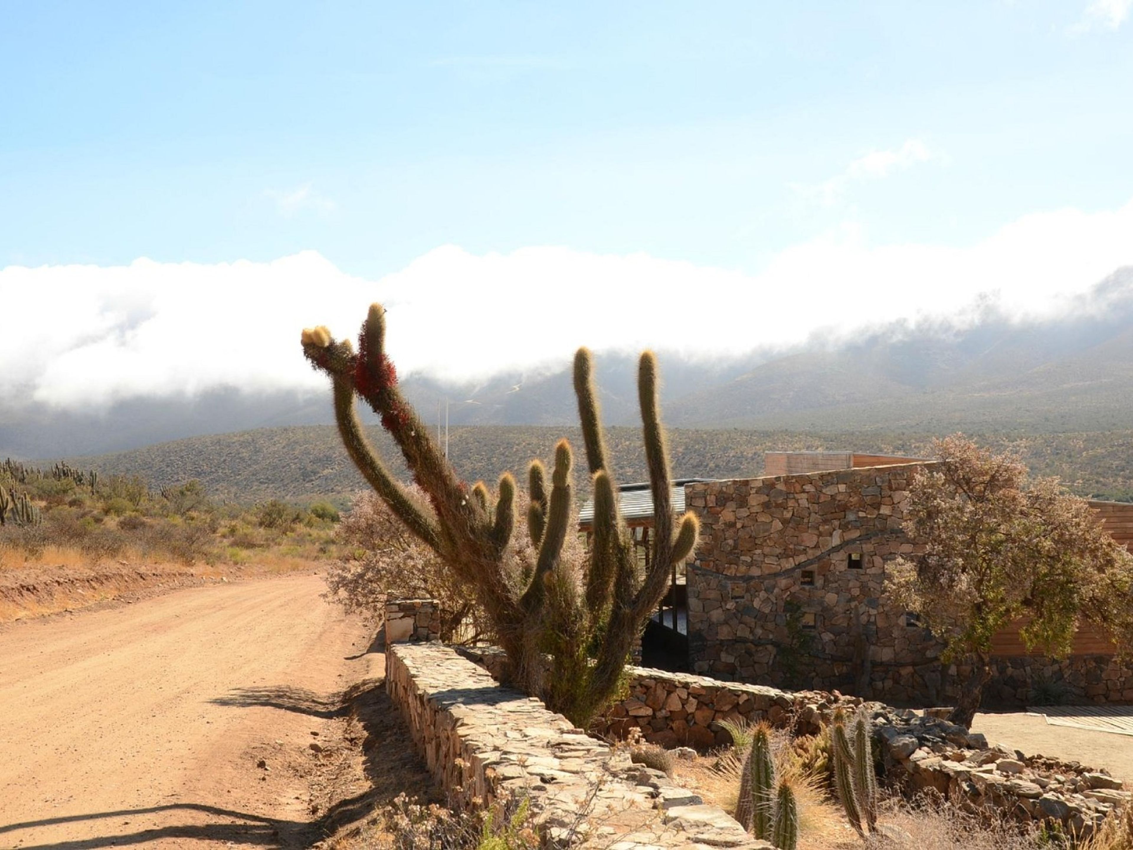 Tour “PARC NATIONAL FRAY JORGE ET VALLÉE EL ENCANTO”. ”FRAY JORGE NATIONAL PARK & EL ENCANTO VALLEY” Tour, Chile.