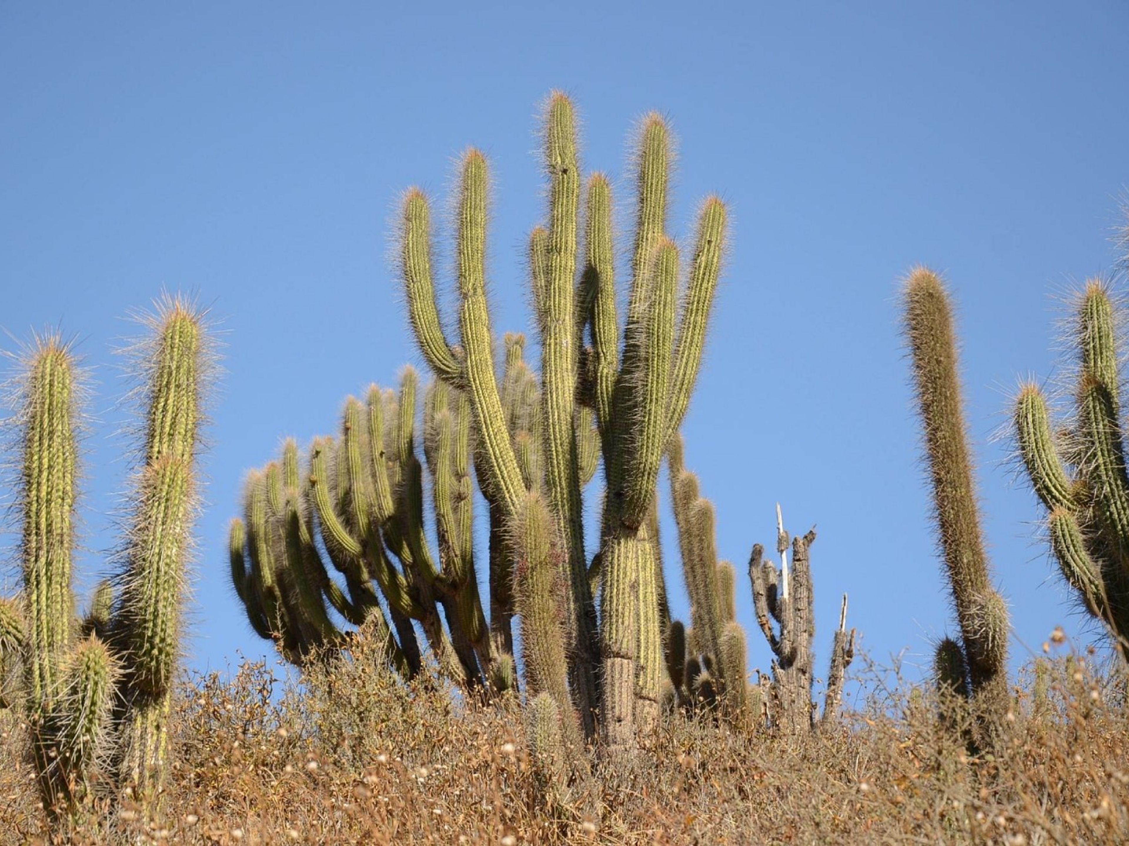 ”FRAY JORGE NATIONAL PARK & EL ENCANTO VALLEY” Tour. ”FRAY JORGE NATIONAL PARK & EL ENCANTO VALLEY” Tour, Chile.
