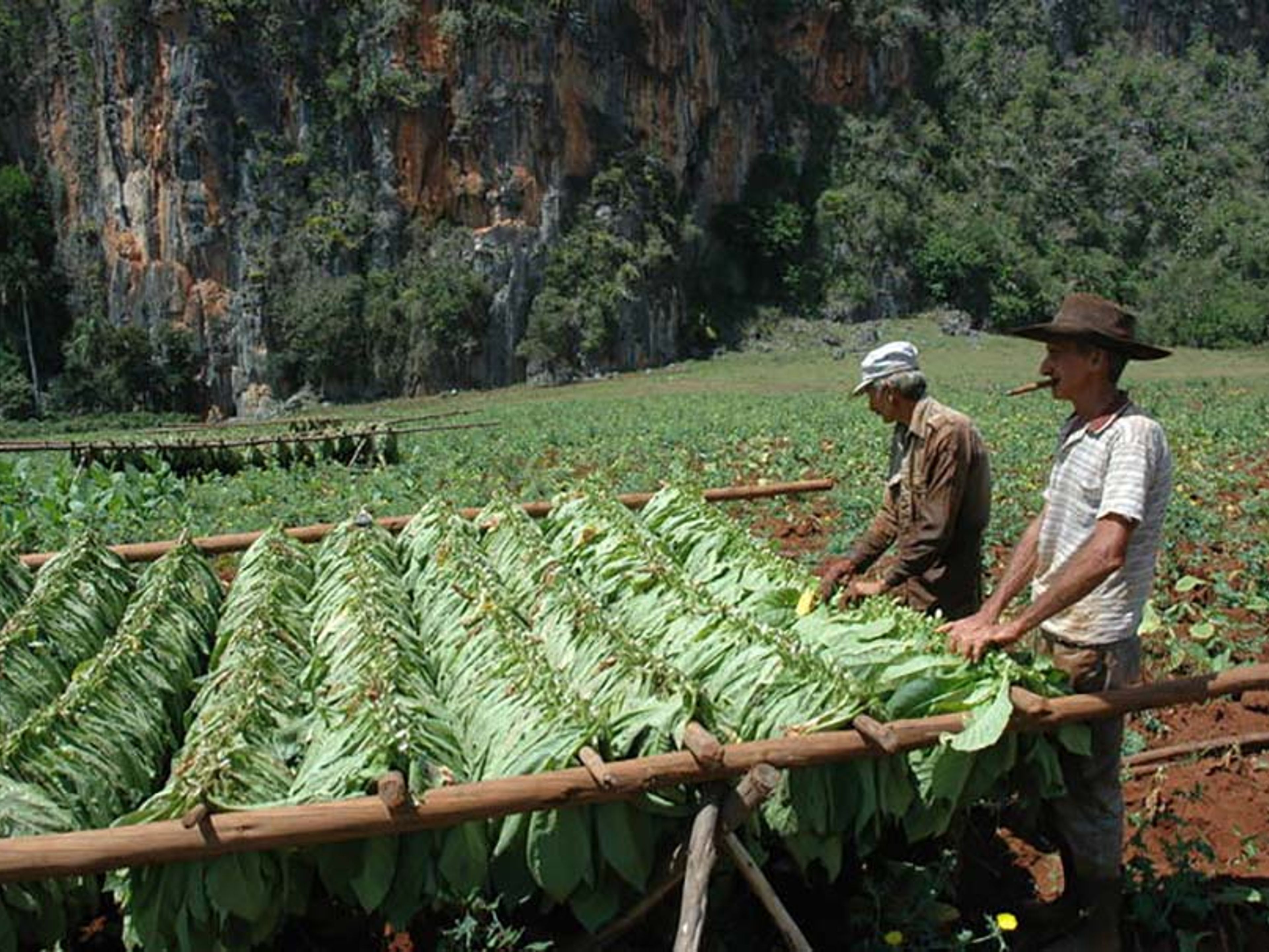 Экскурсия "ФОТОТУР В ВИНЬЯЛЕС". A traditional tobacco farm, the handmade processes of the leaves, Viñales Valley National Park, Pinar del Río