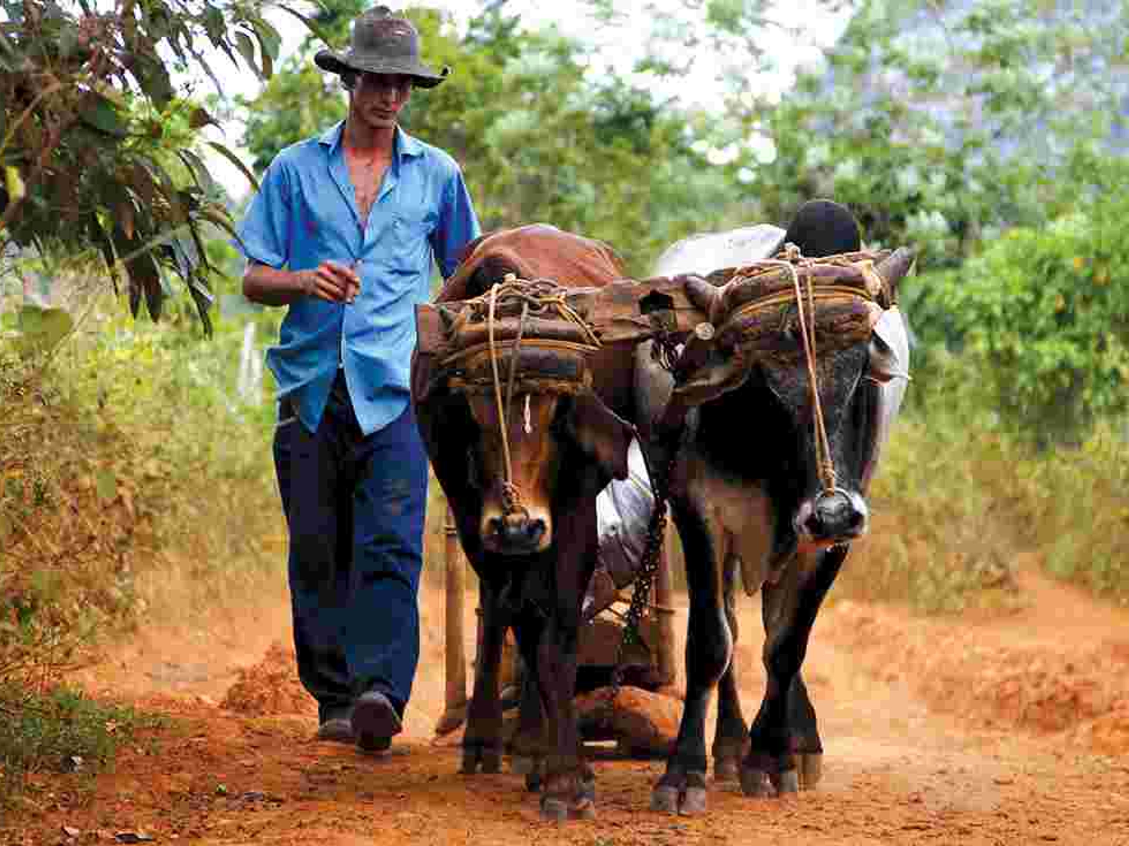 Tour à "Viñales". Traditions and customs, Viñales valley National Park, Pinar del Río