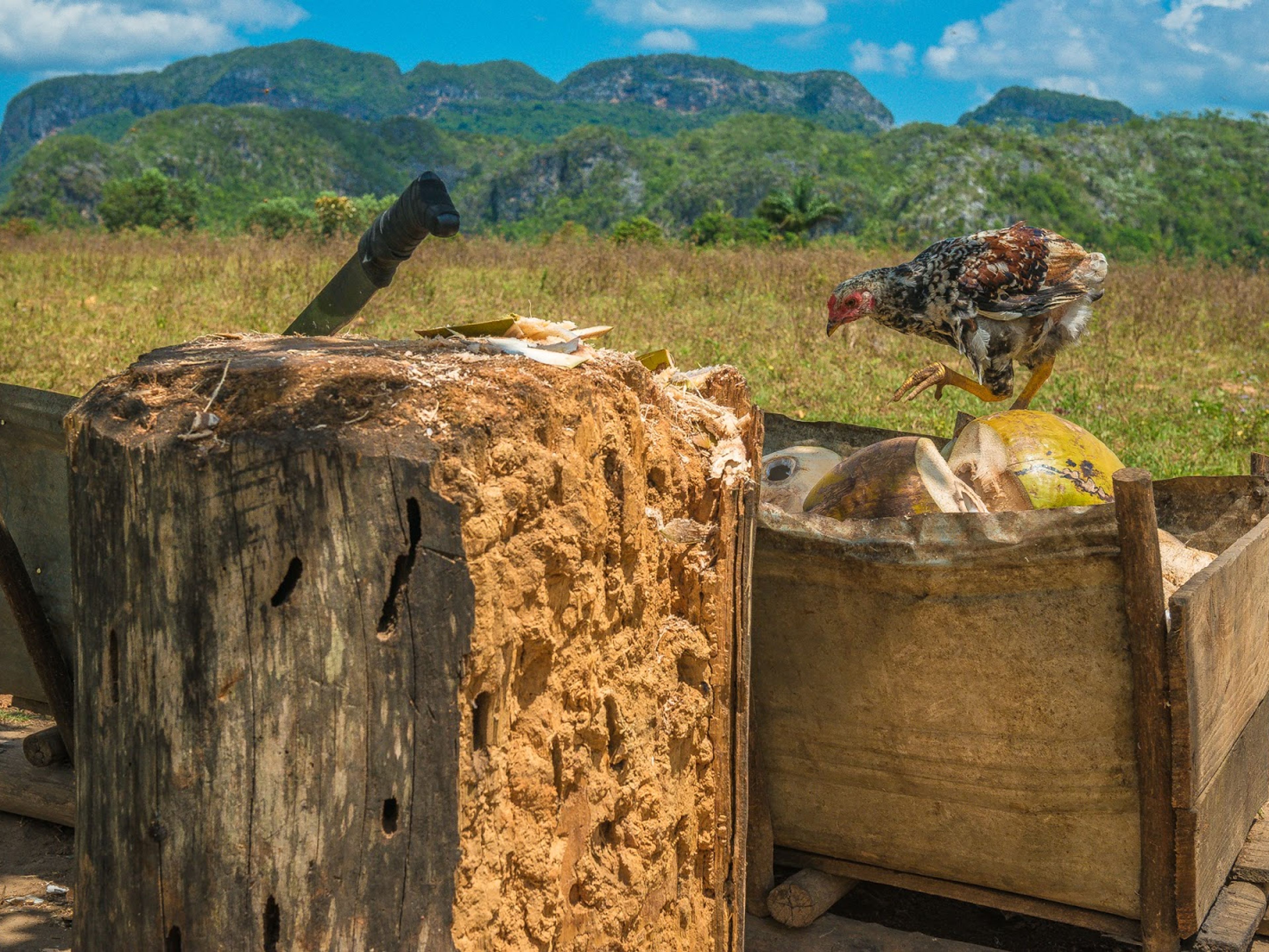 Tour in  “Viñales”. Traditions and customs, Viñales valley National Park, Pinar del Río