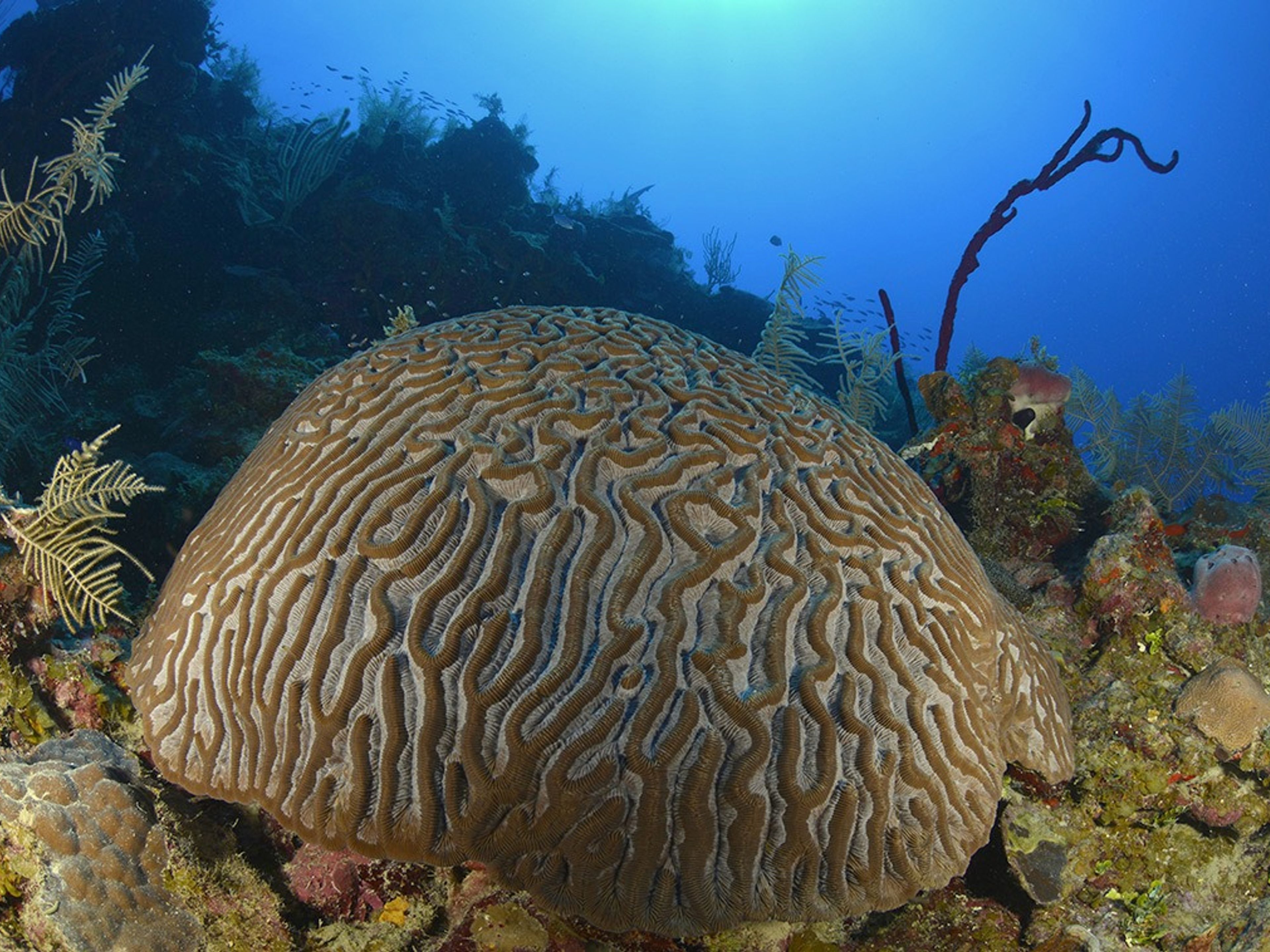"SCUBA DIVING IN SIGUANEA (EL COLONY)" Tour. "SCUBA DIVING IN SIGUANEA (EL COLONY)" Tour