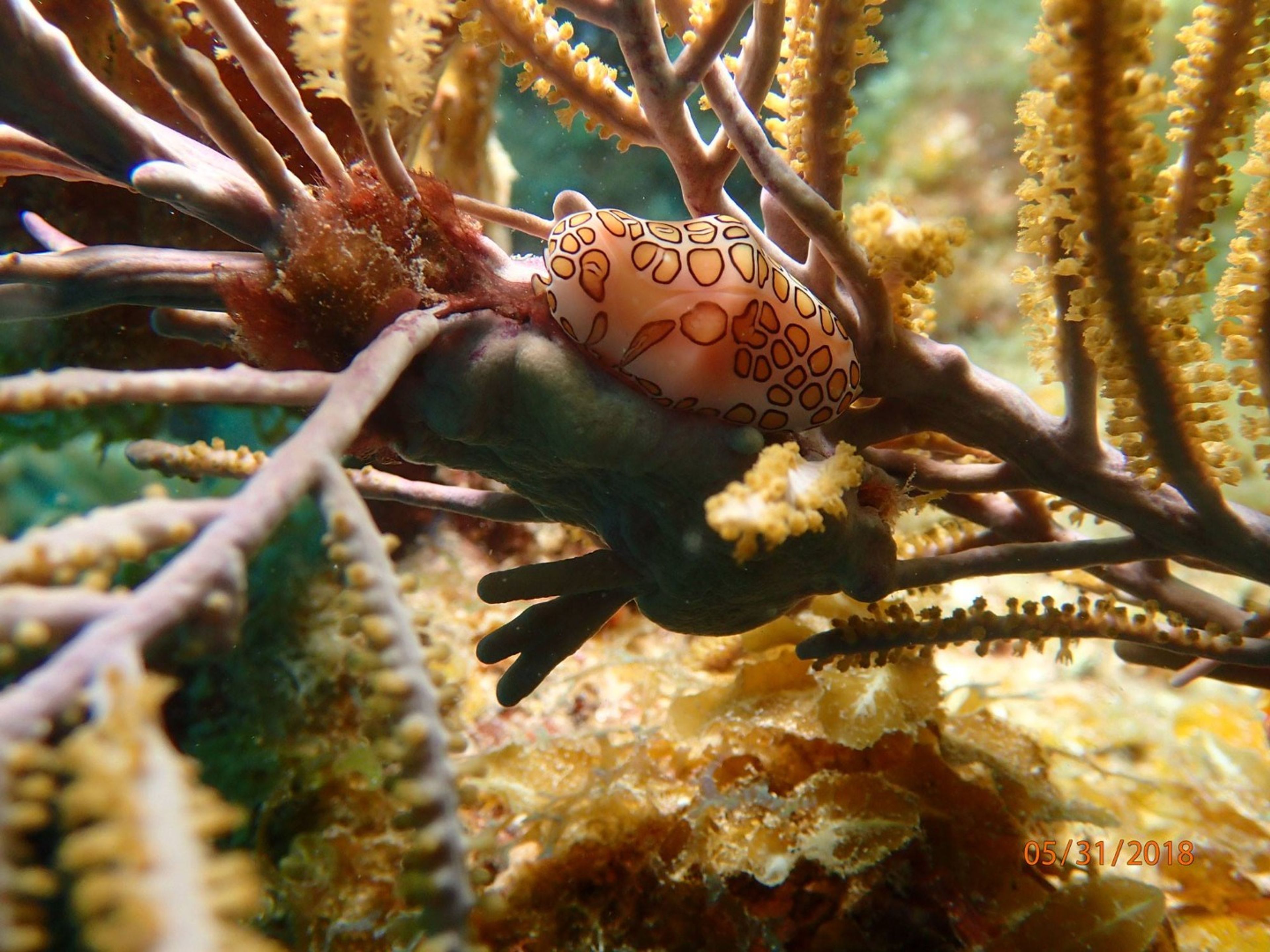 "SCUBA DIVING IN SIGUANEA (EL COLONY)" Tour. "SCUBA DIVING IN SIGUANEA (EL COLONY)" Tour