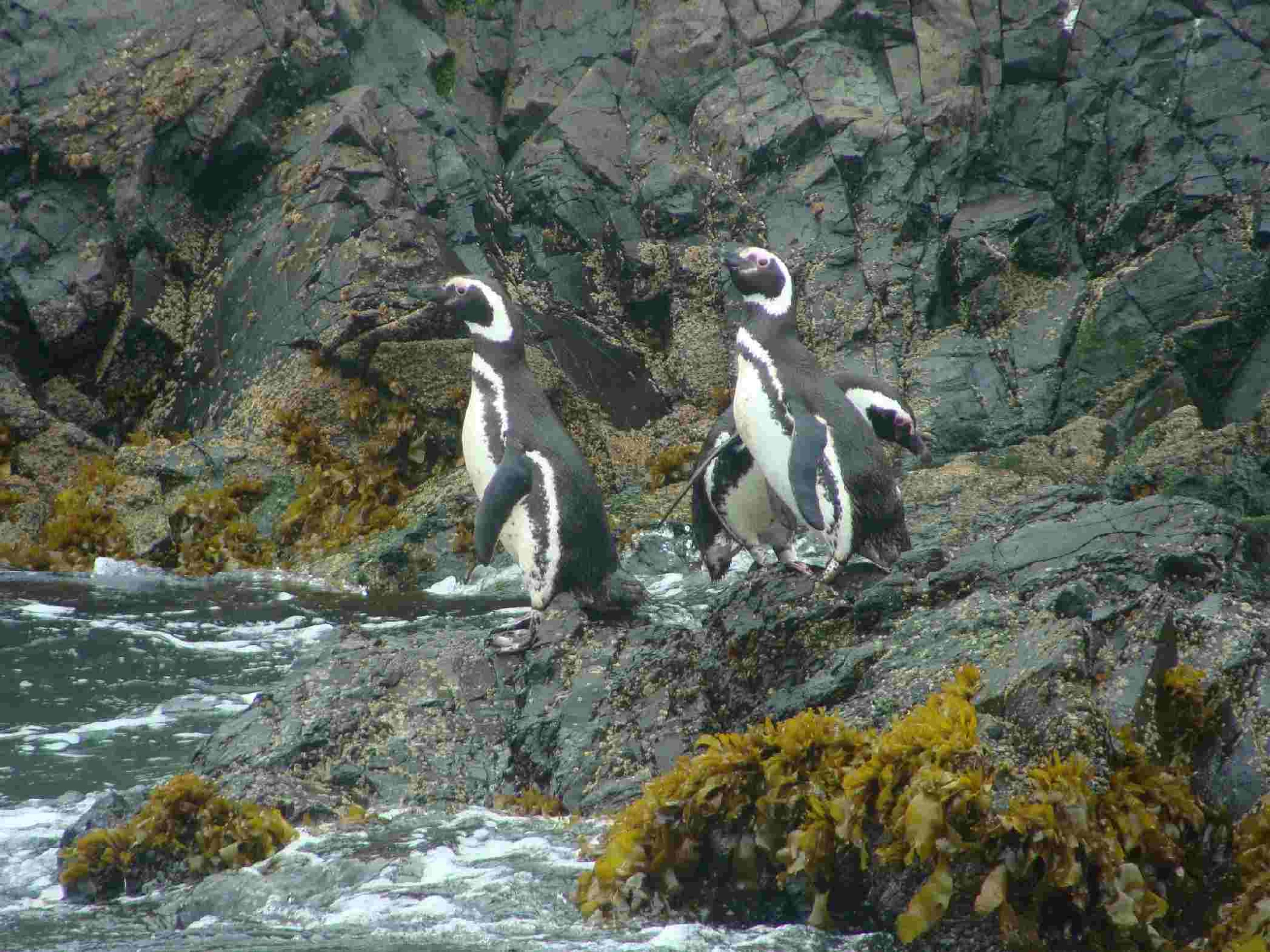 Tour “ANCUD E LA COLONIA DI PINGUINI A PUÑIHUIL”
