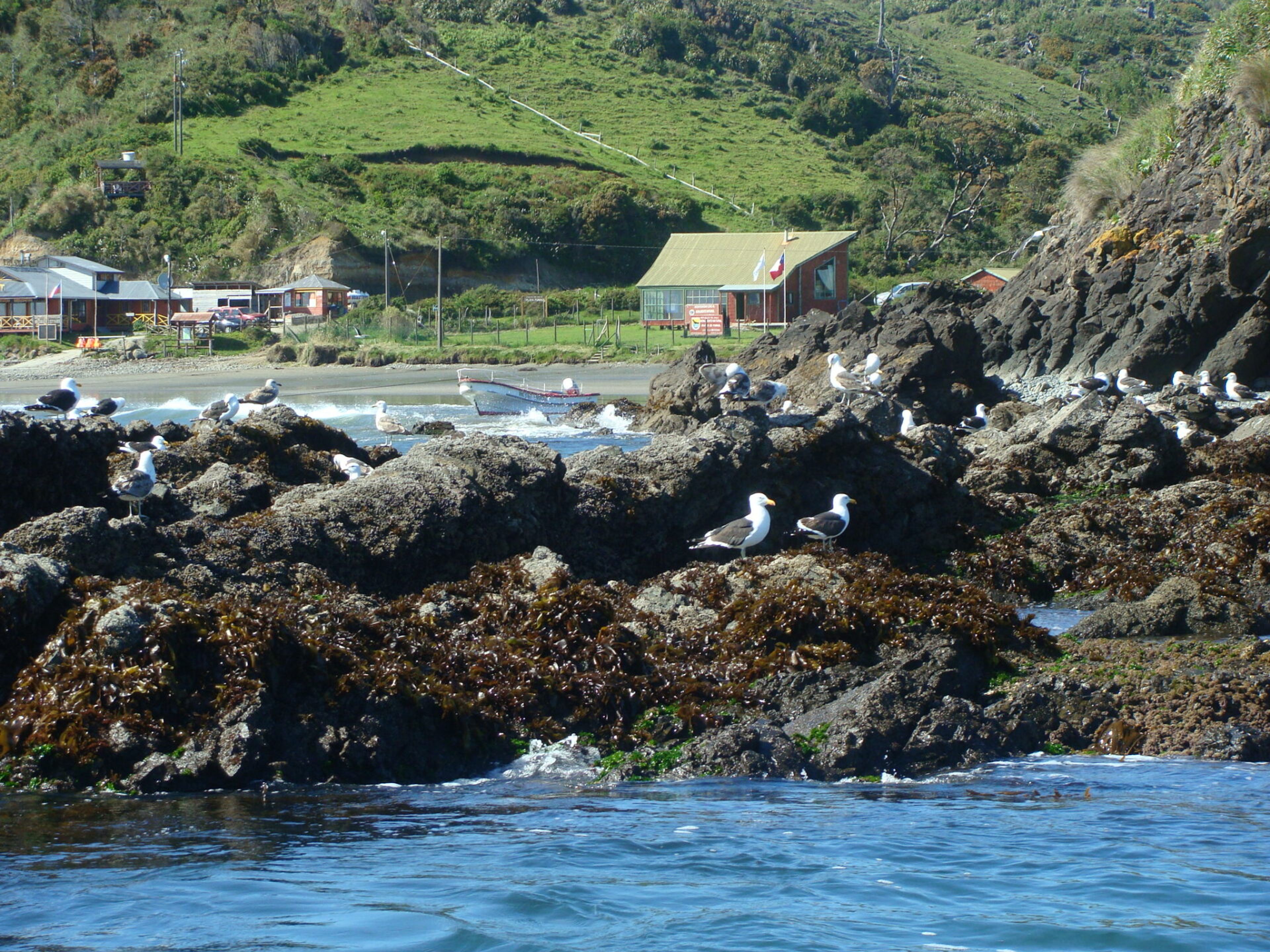 Tour “ANCUD E LA COLONIA DI PINGUINI A PUÑIHUIL”. null