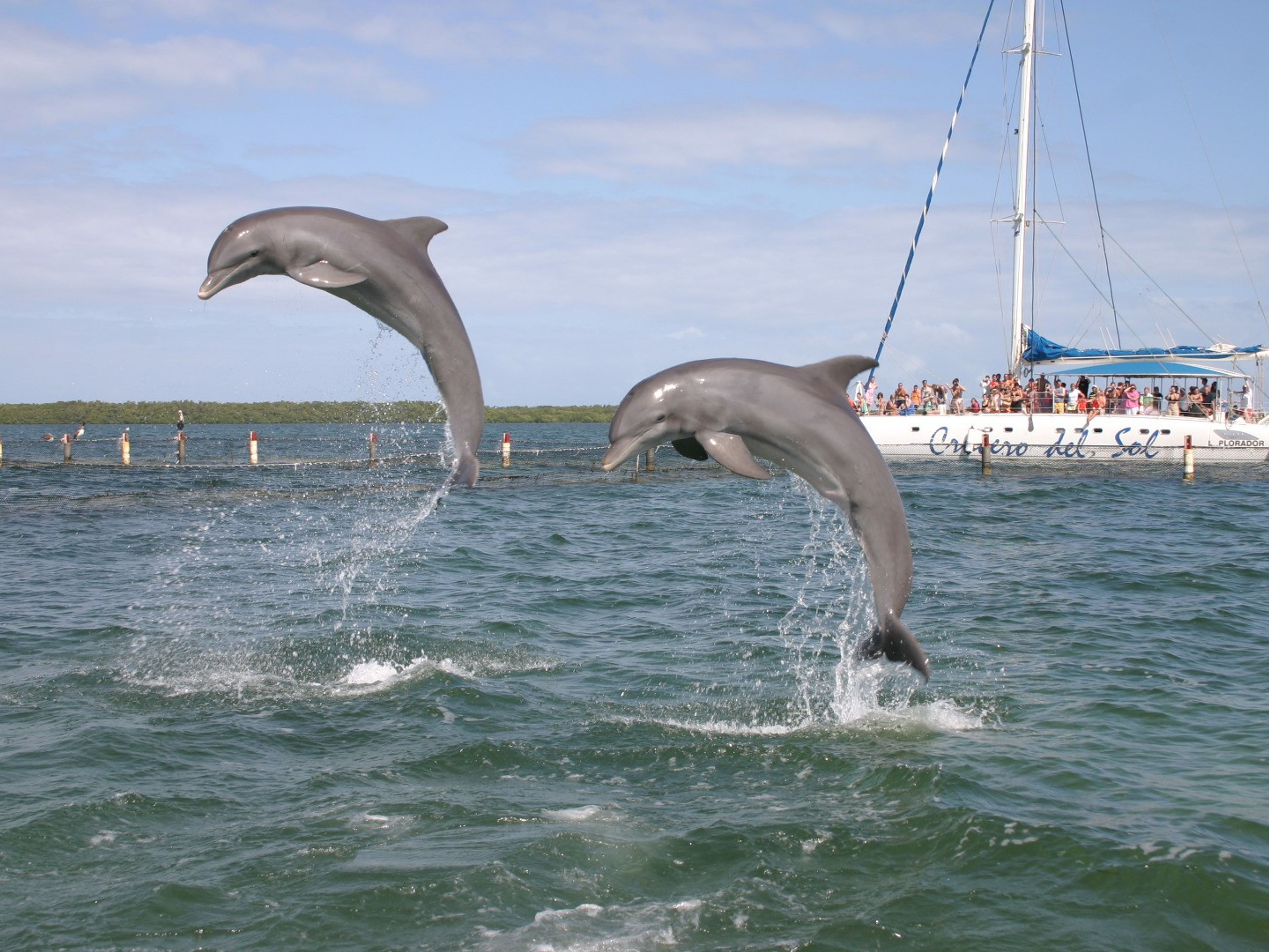 Excursión “SEAFARI CRUCERO DEL SOL”. Crucero del Sol Tour