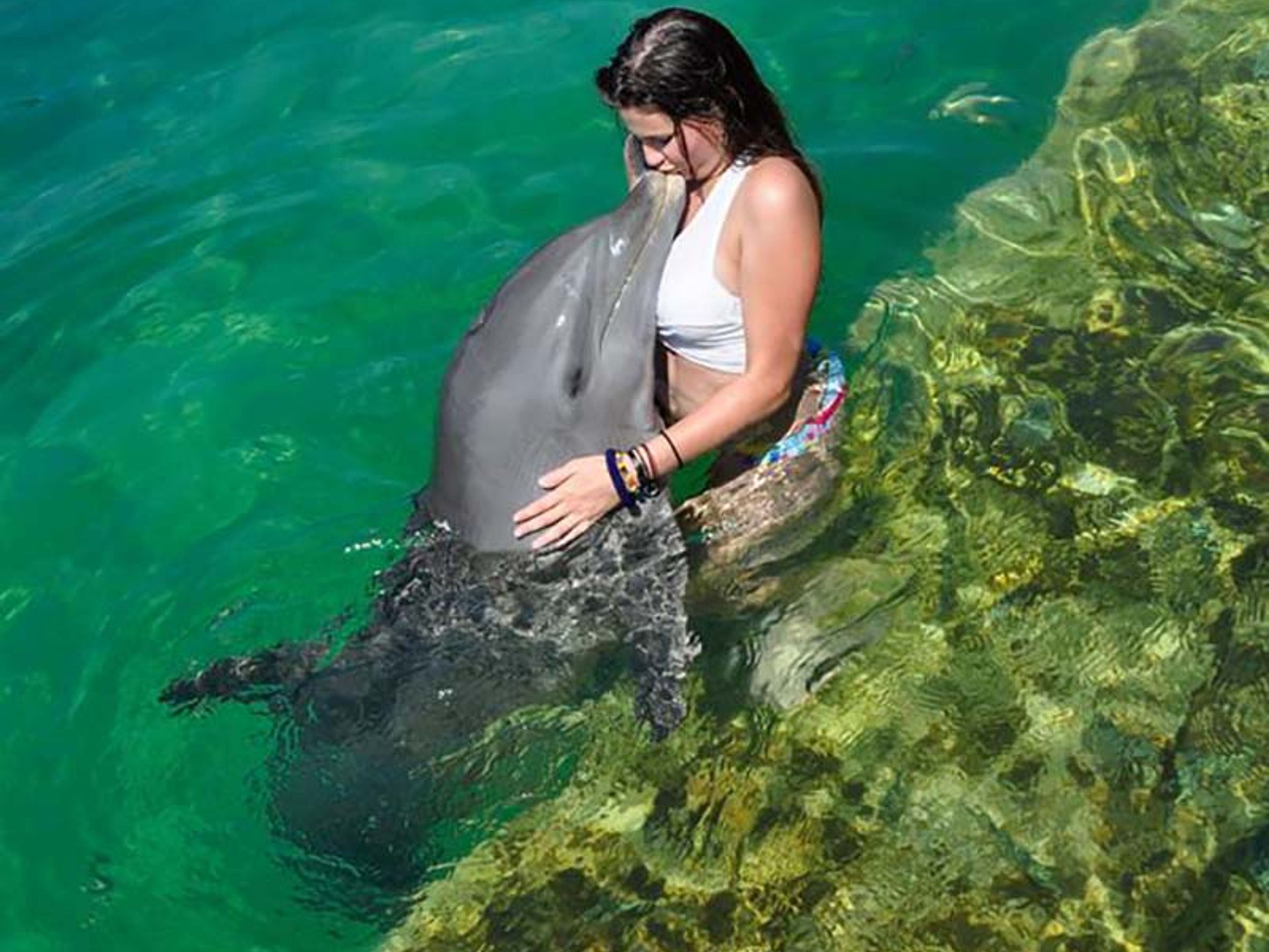 Tour "FANTASIA CON DELFINI E LEONI MARINI". "FANTASY WITH DOLPHINS AND SEA LIONS" Tour, Cayo Santa María, Villa Clara, Cuba.