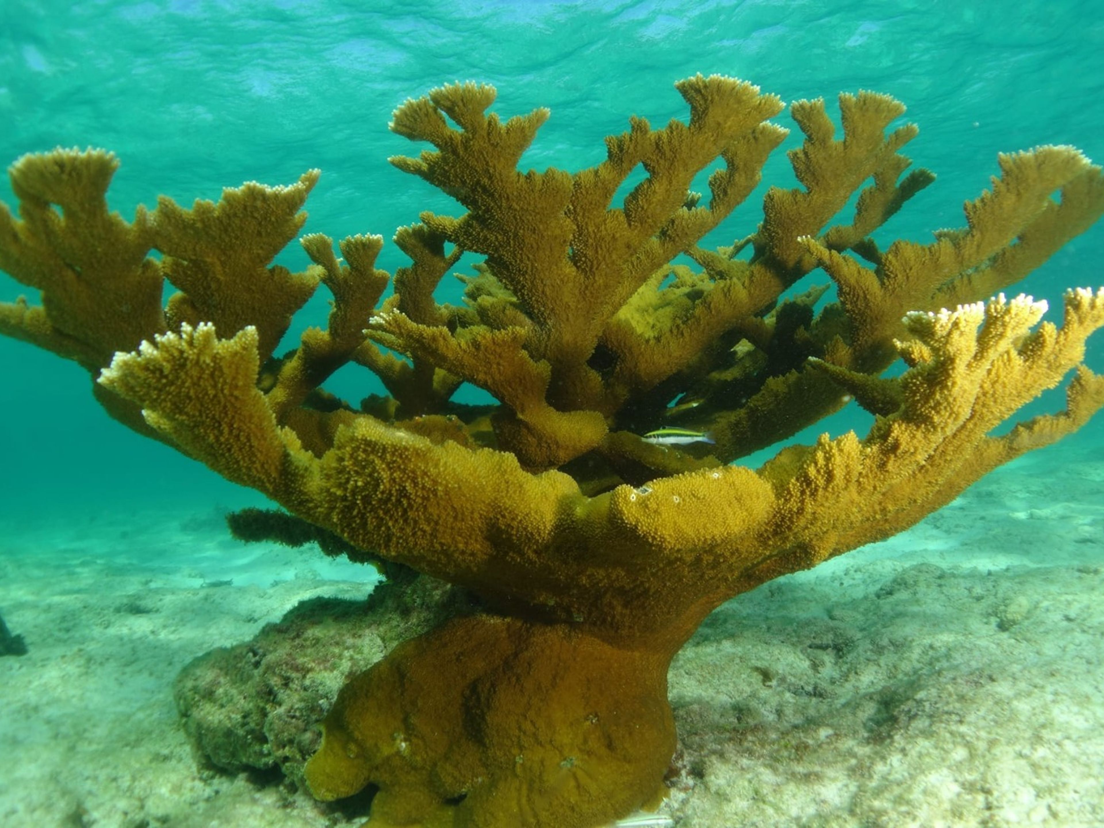 КУРСЫ ДАЙВИНГА ACUC ИЛИ SNSI. ACUC OR SNSI DIVING COURSES  in Varadero, Matanzas, Cuba.