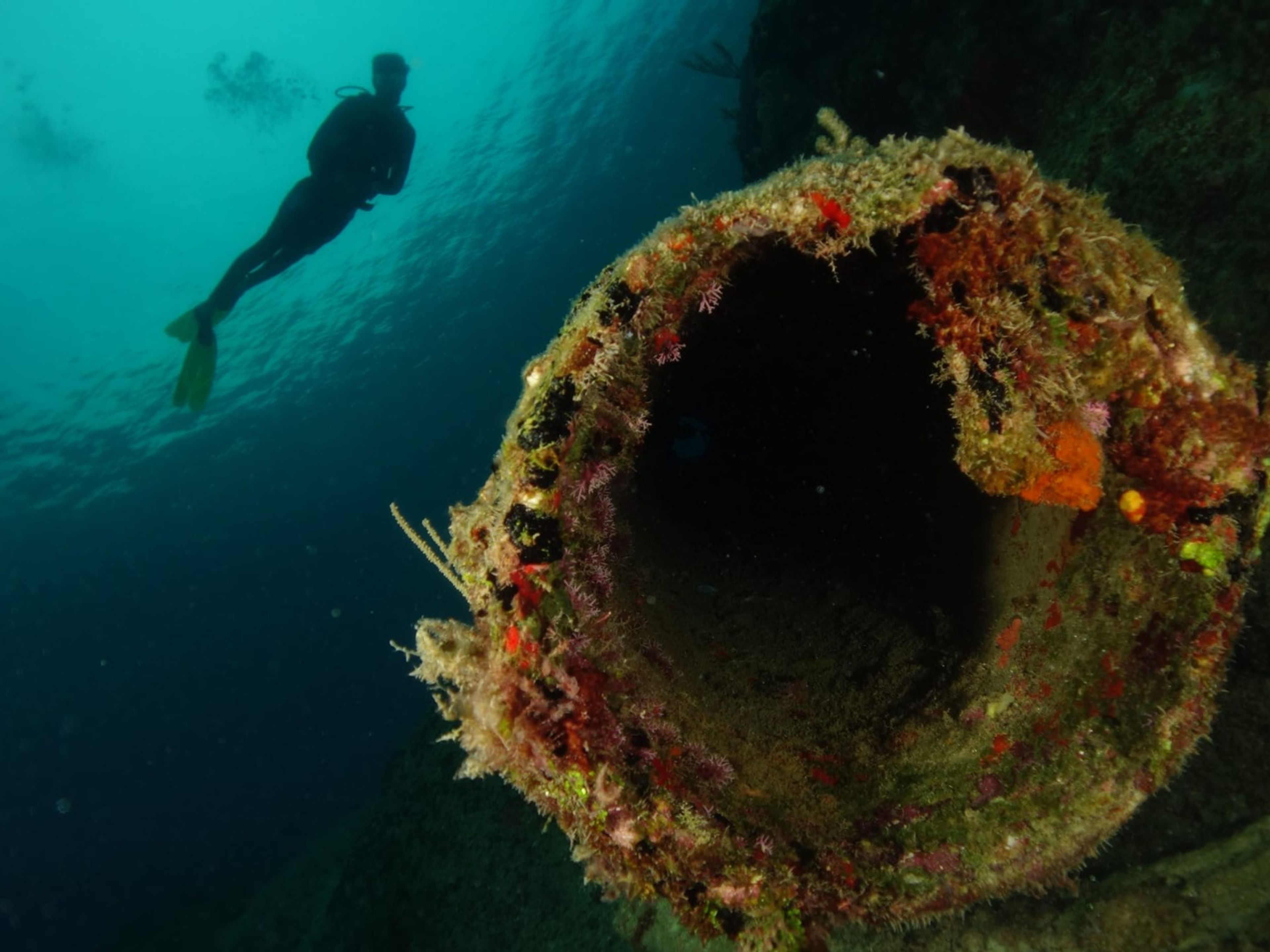 ACUC ODER SNSI TAUCHKURSE. ACUC OR SNSI DIVING COURSES  in Varadero, Matanzas, Cuba.