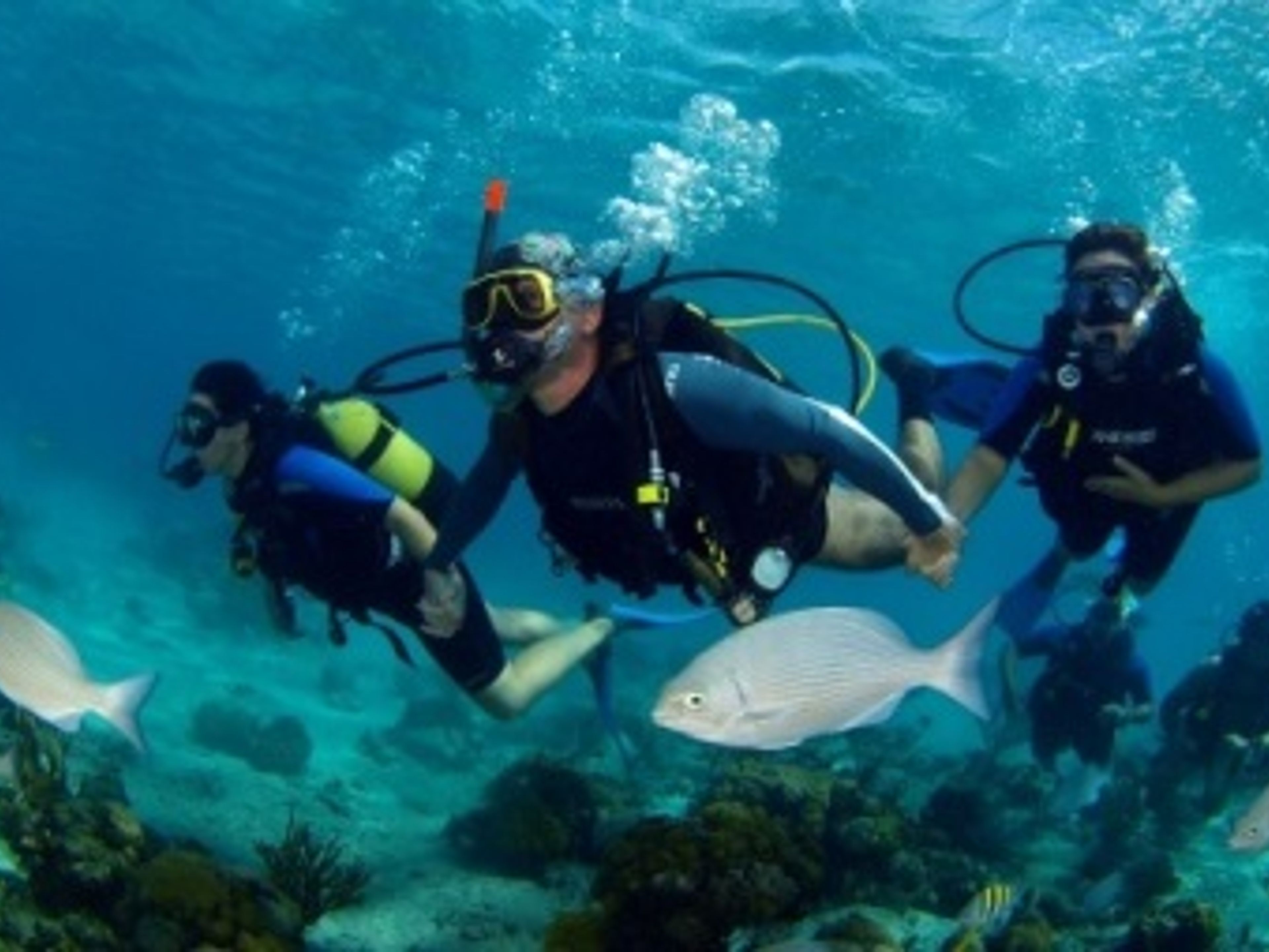 КУРСЫ ДАЙВИНГА ACUC ИЛИ SNSI. ACUC OR SNSI DIVING COURSES  in Varadero, Matanzas, Cuba.