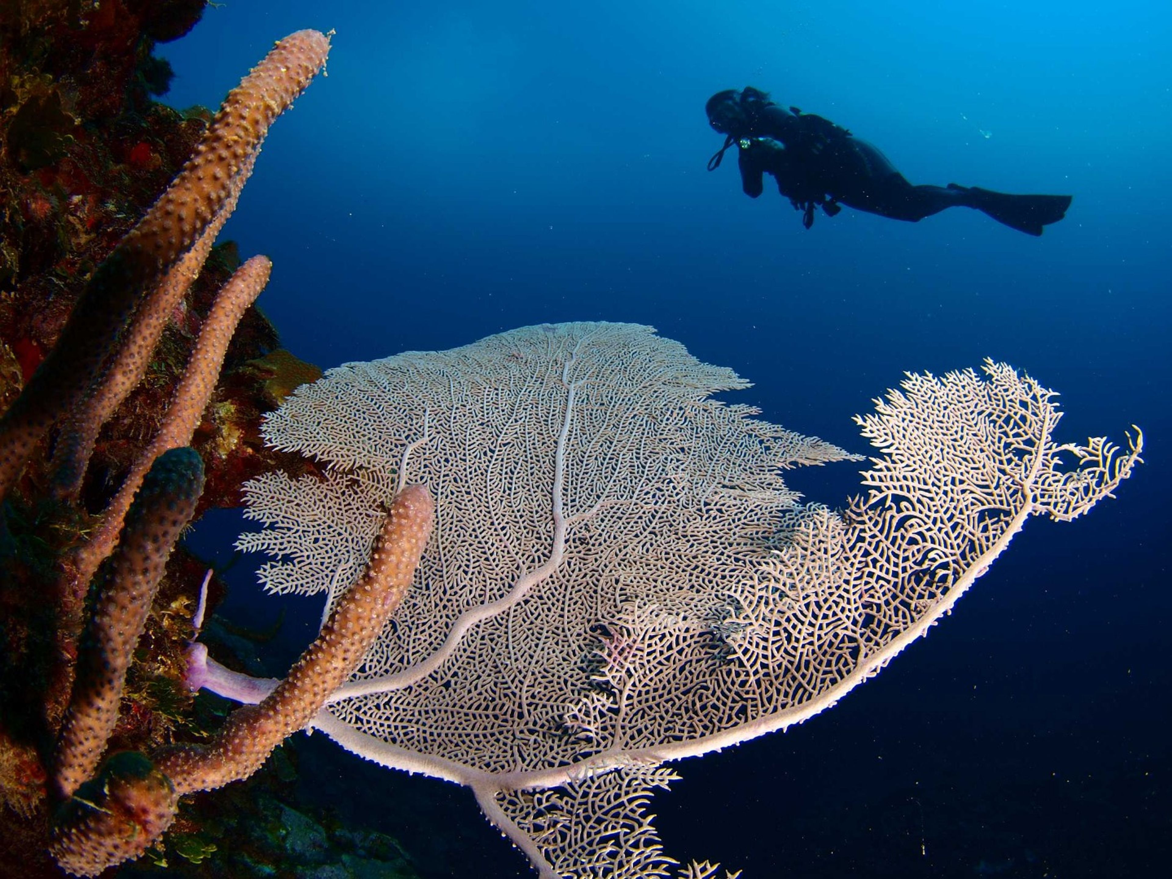 "TAUCHEN IN FARO LUNA, CIENFUEGOS" Tour. “SCUBA DIVING IN FARO LUNA, CIENFUEGOS” Tour