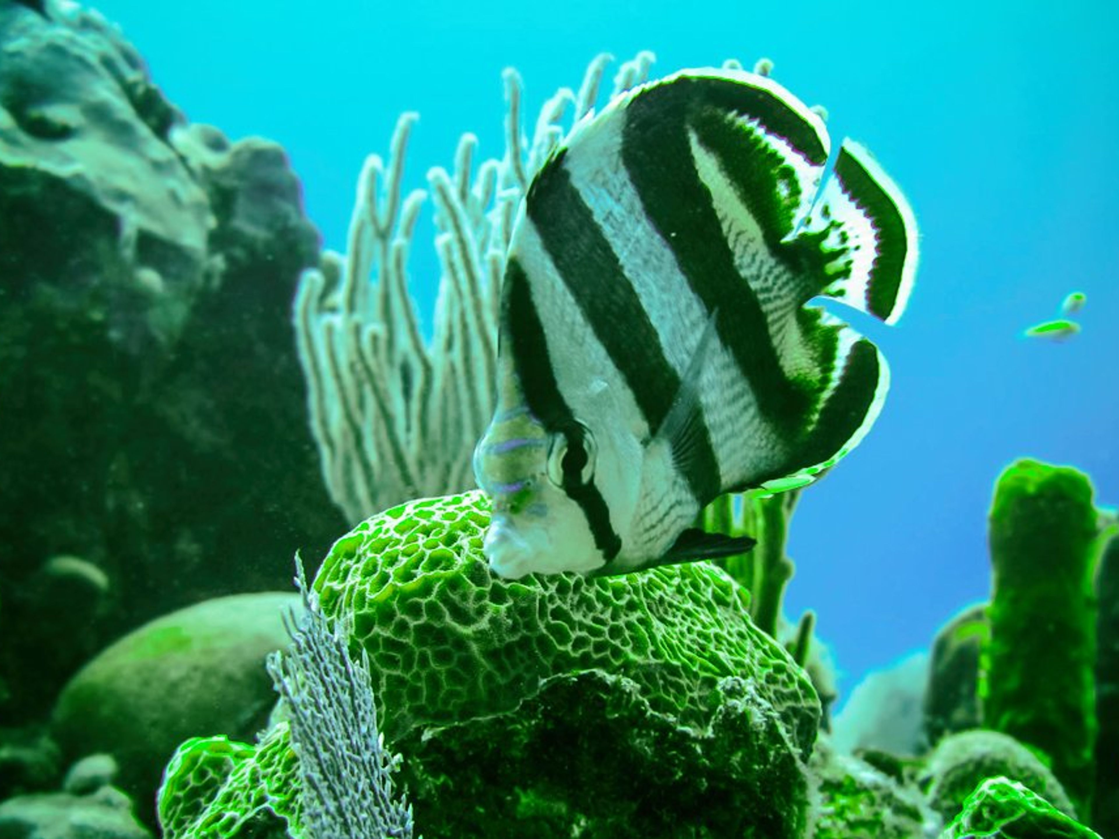"TAUCHEN IN FARO LUNA, CIENFUEGOS" Tour. “SCUBA DIVING IN FARO LUNA, CIENFUEGOS” Tour