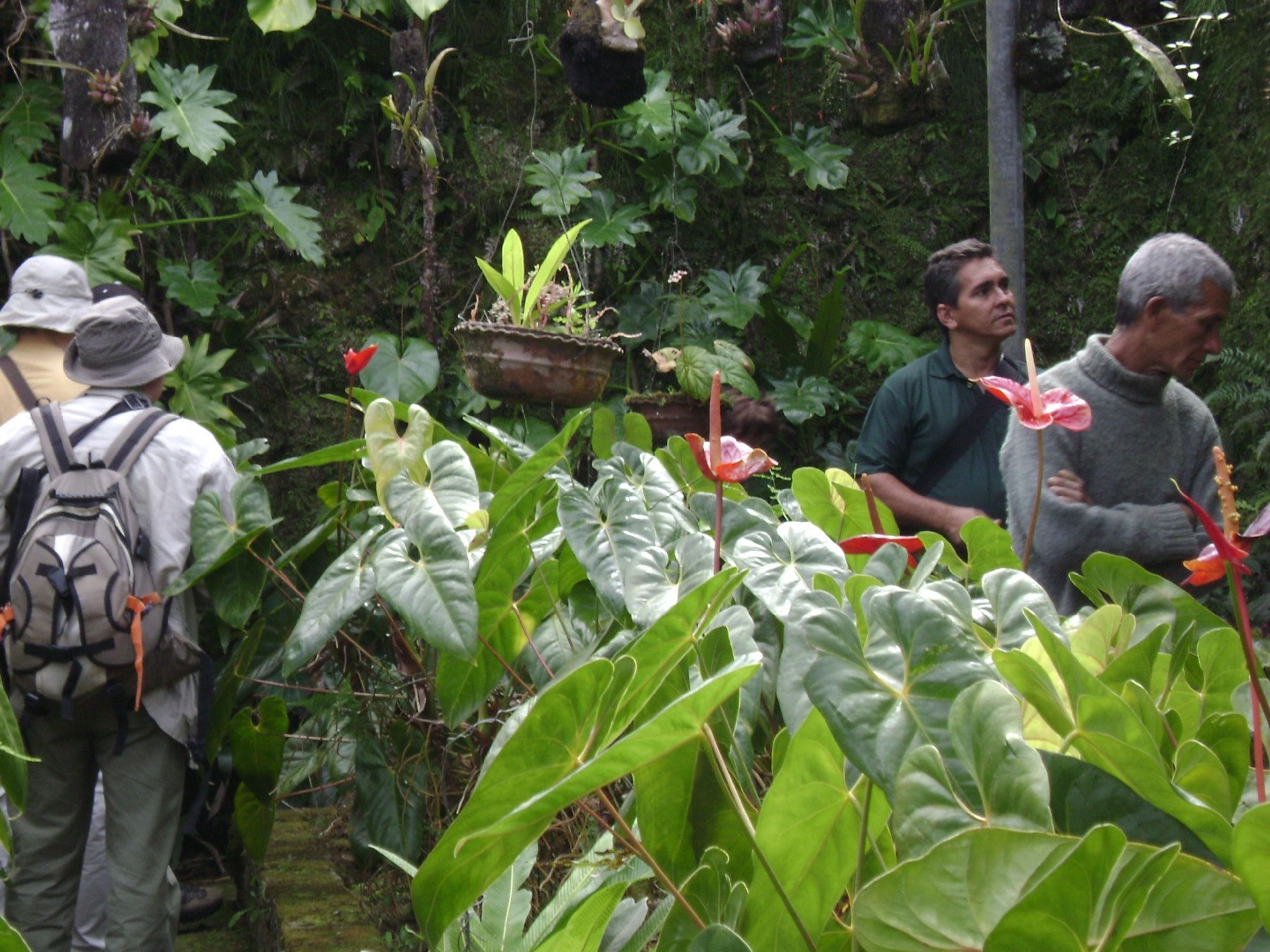 Excursión "LA GRAN PIEDRA + TERRAZA LA CARIDAD". Ave del Paraíso botanical garden, Santiago de Cuba