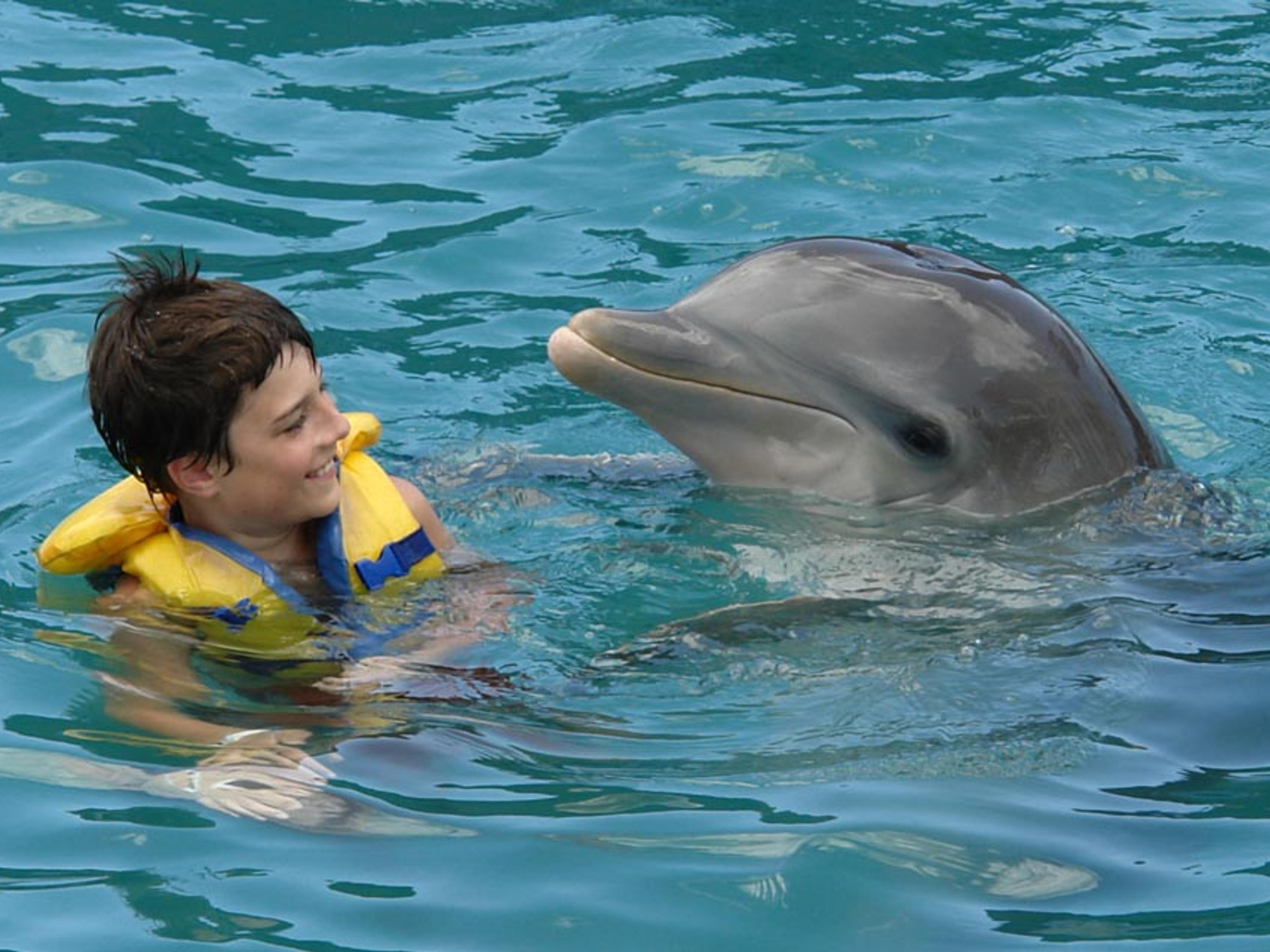 SWIMMING WITH DOLPHINS IN CAYO BLANCO, VARADERO" Tour. Departure from  VARADERO