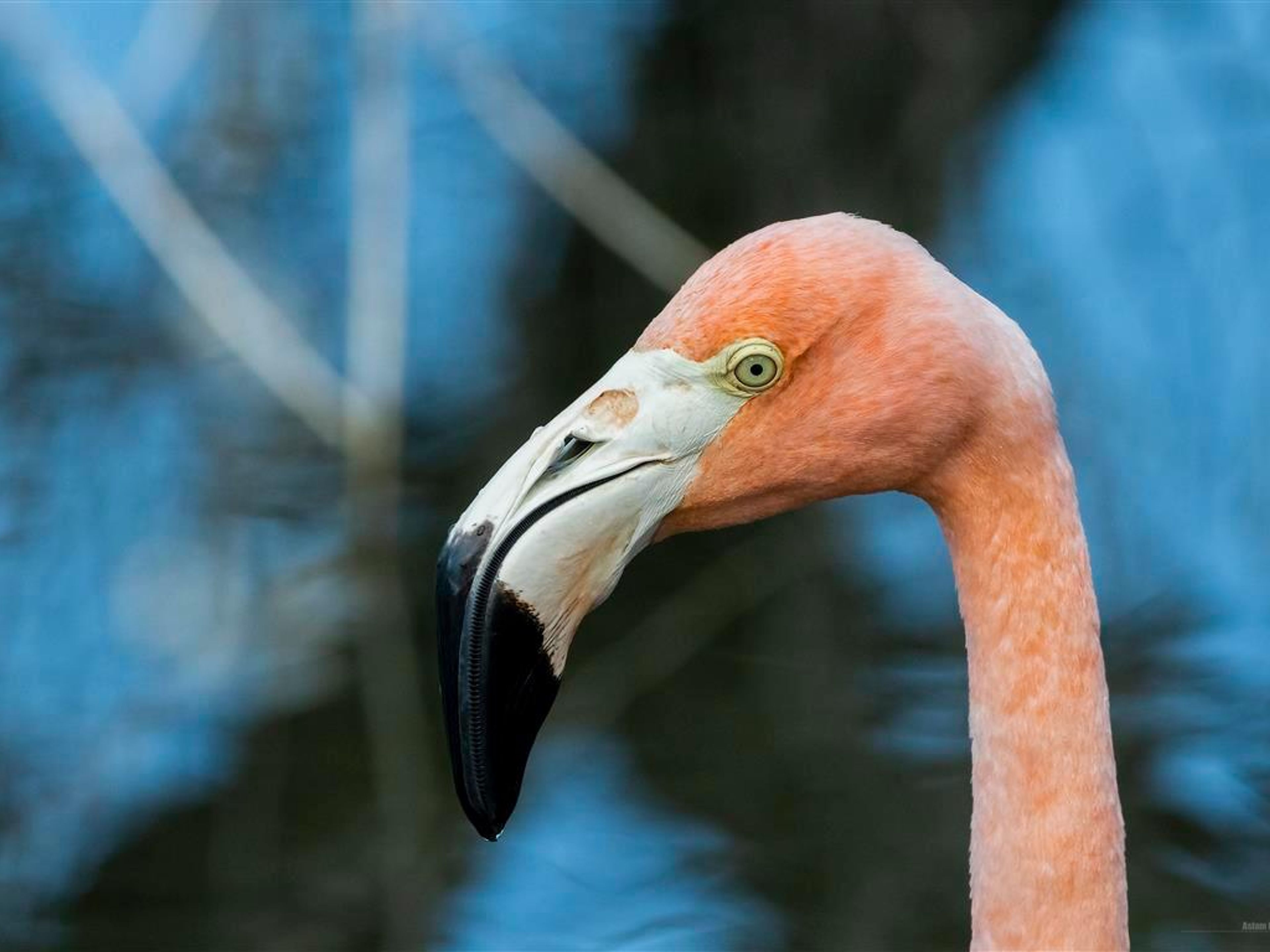 Tour della natura "Birdwatching a Salinas de Brito". Birdwatching in Salinas de Brito