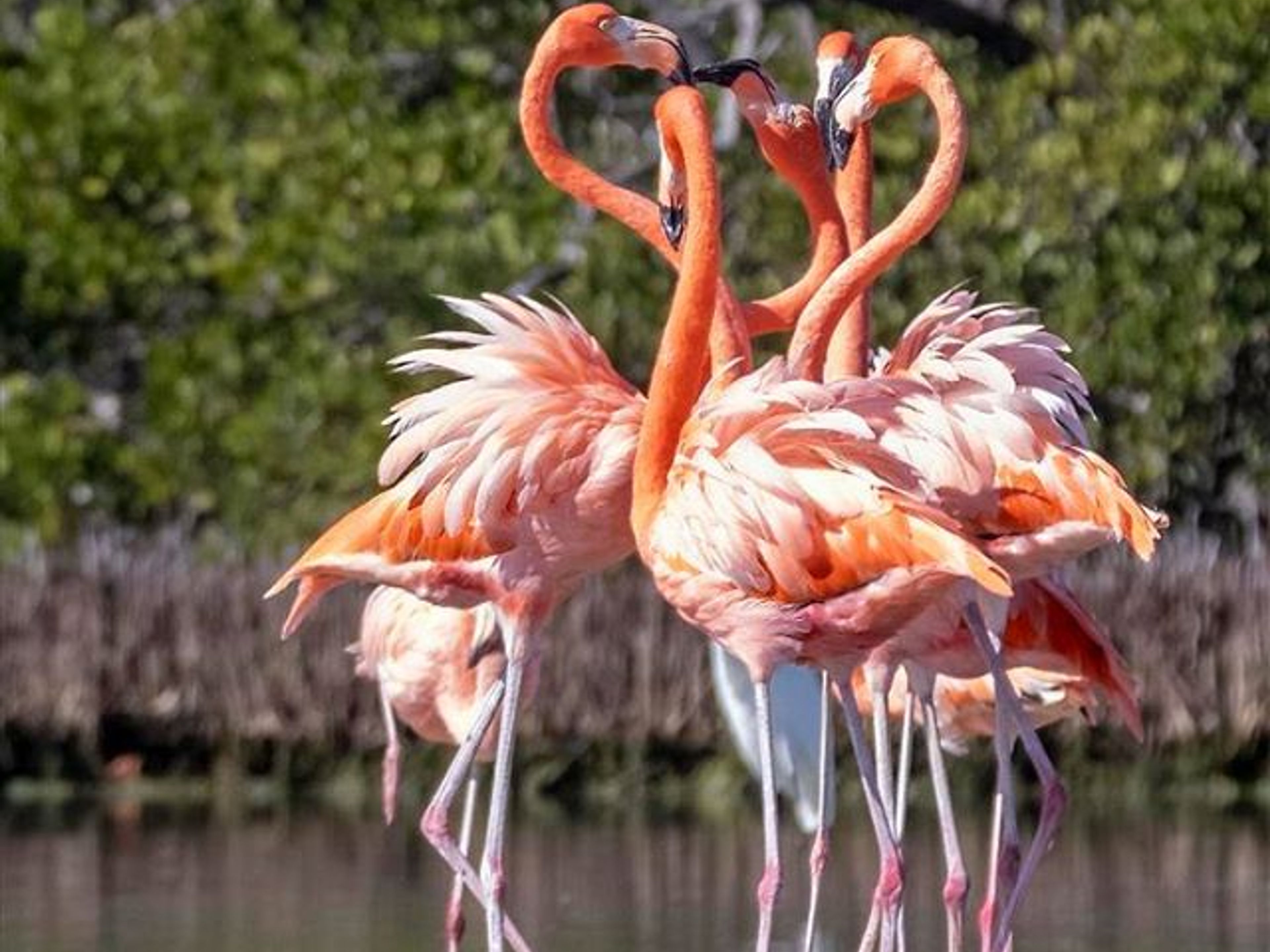 Tour della natura "Birdwatching a Salinas de Brito". Birdwatching in Salinas de Brito