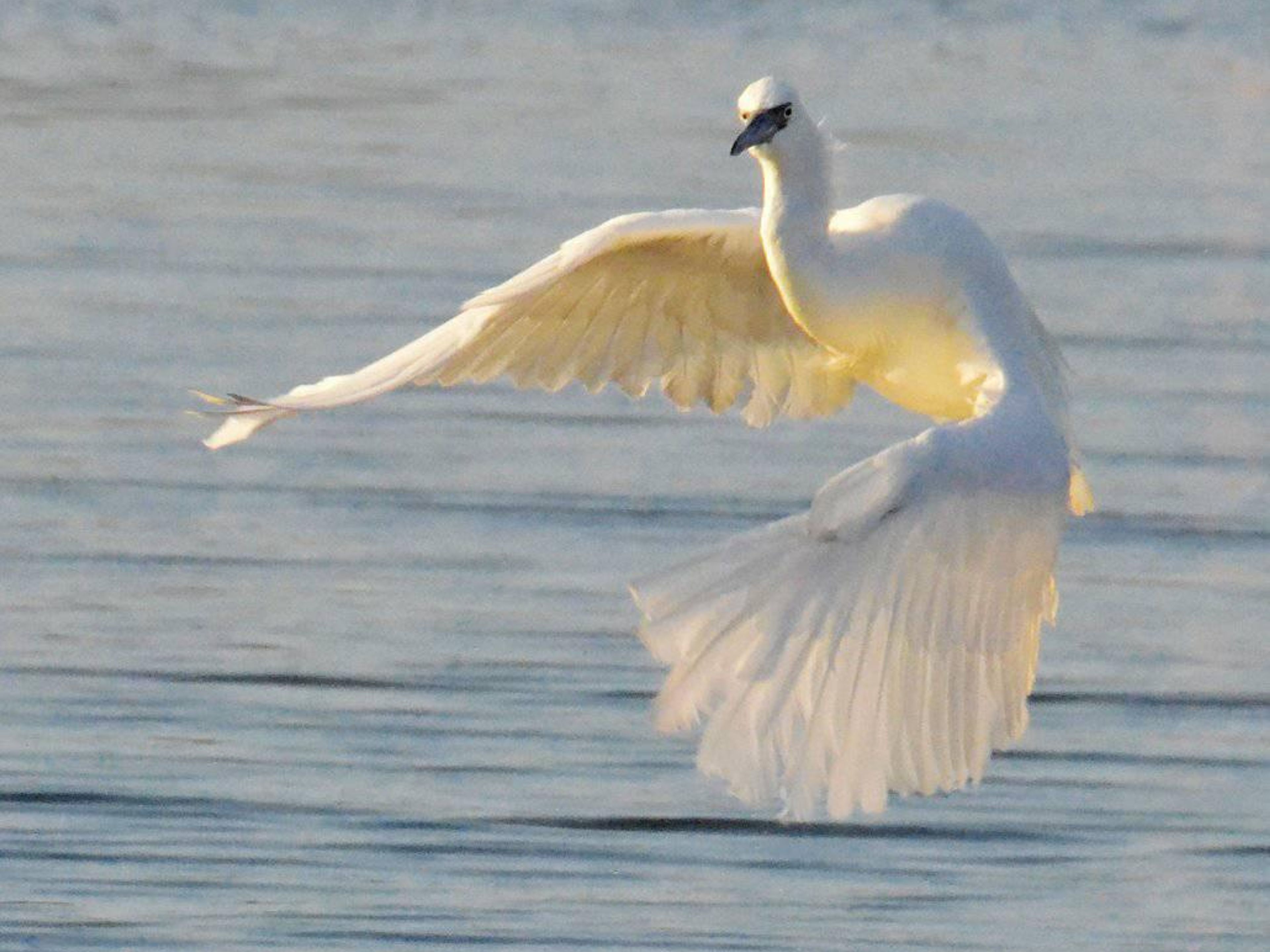 Tour della natura "Birdwatching a Salinas de Brito". Birdwatching in Salinas de Brito