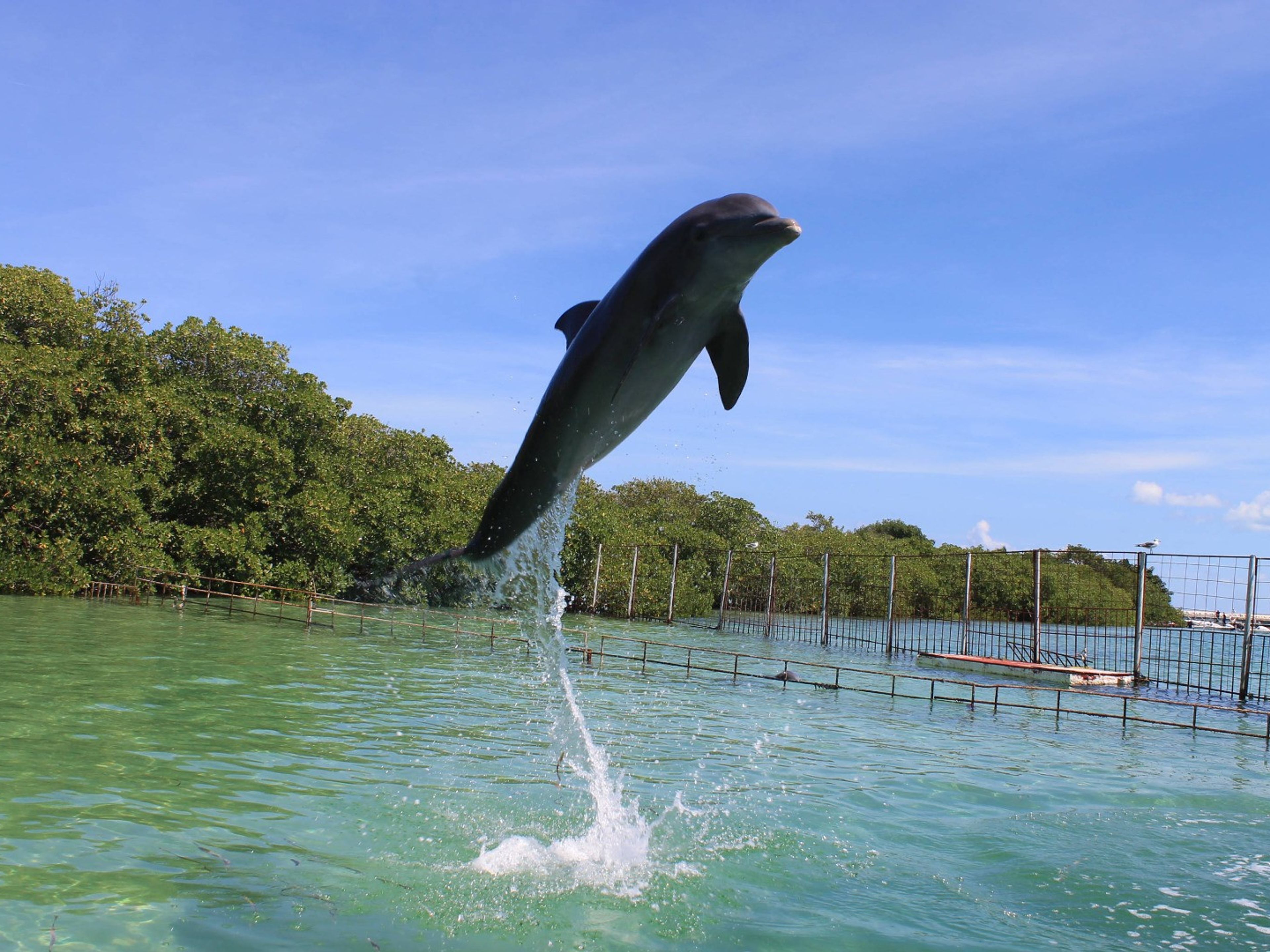 Excursão "Desfrute de um mergulho matinal com golfinhos em Cayo Coco". Interacting with the Dolphins at Cayo Guillermo dolphinarium