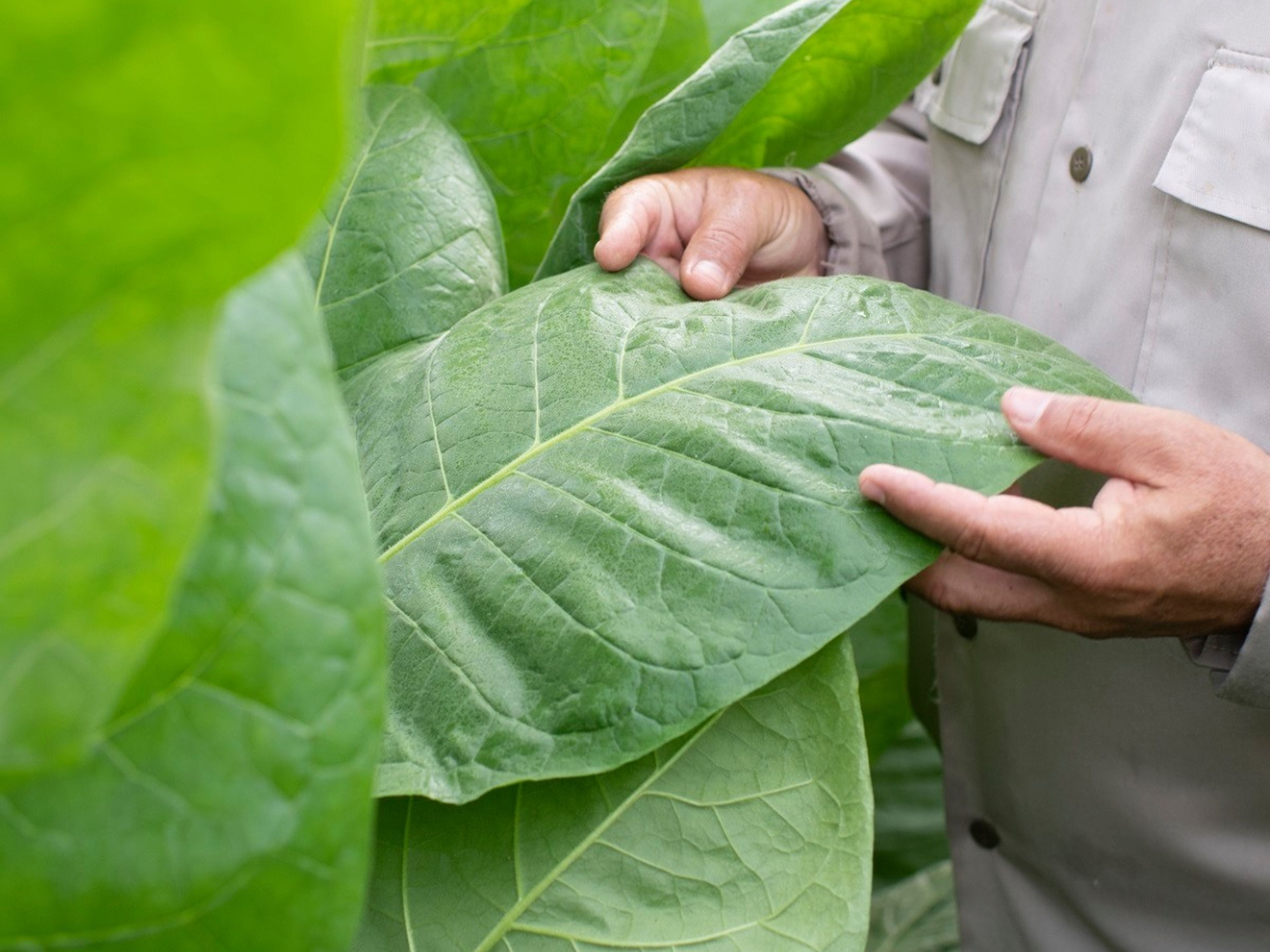 Tour “LE MONDE DU TABAC”. Finca Quemado del Rubi, owned by Hector Luis and considered one of the top three tobacco farms in Cuba. Located in San Juan y Martinez, Pinar del Río, Cuba.