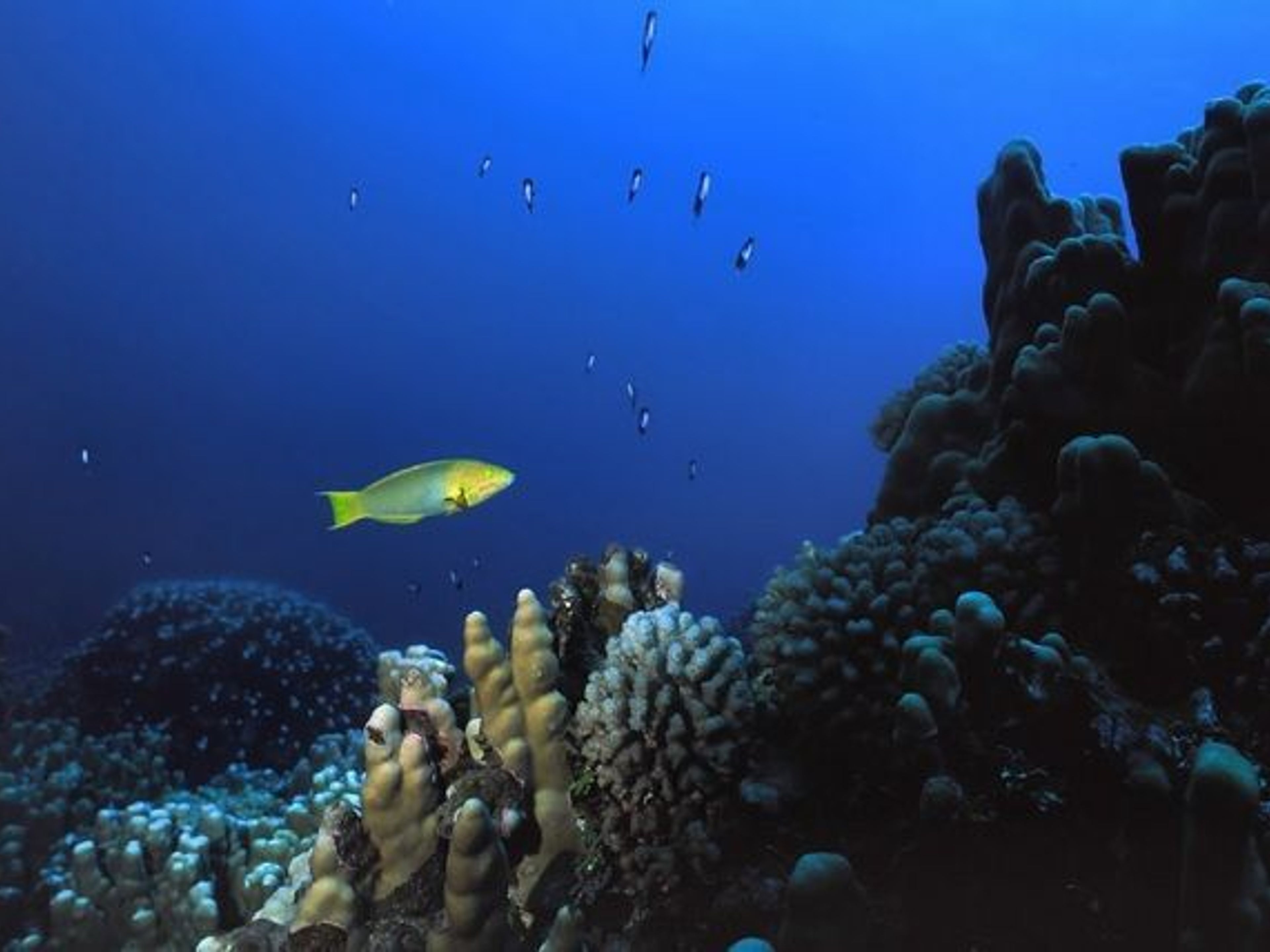 “DIVING AT LOS MOTUS” TOUR.. null