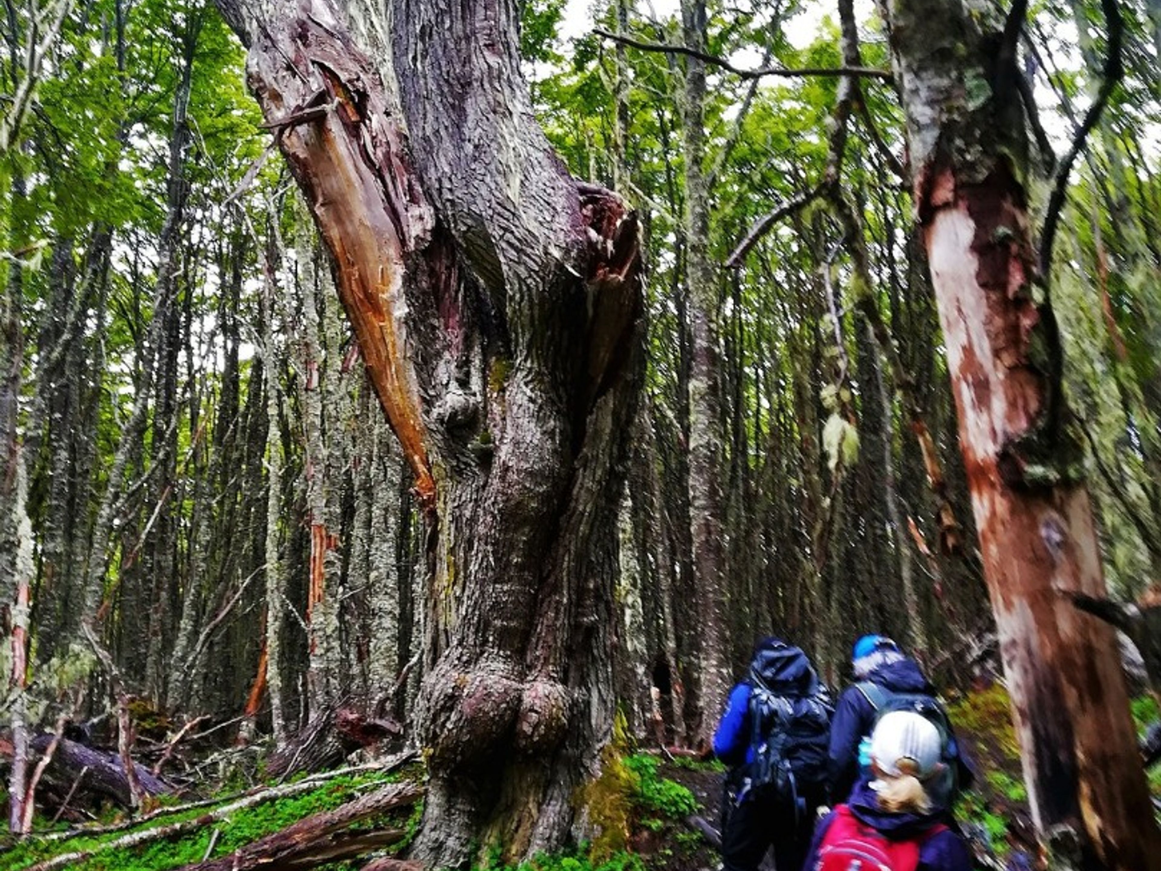 "MAGALLANES-NATIONALRESERVAT" Tour