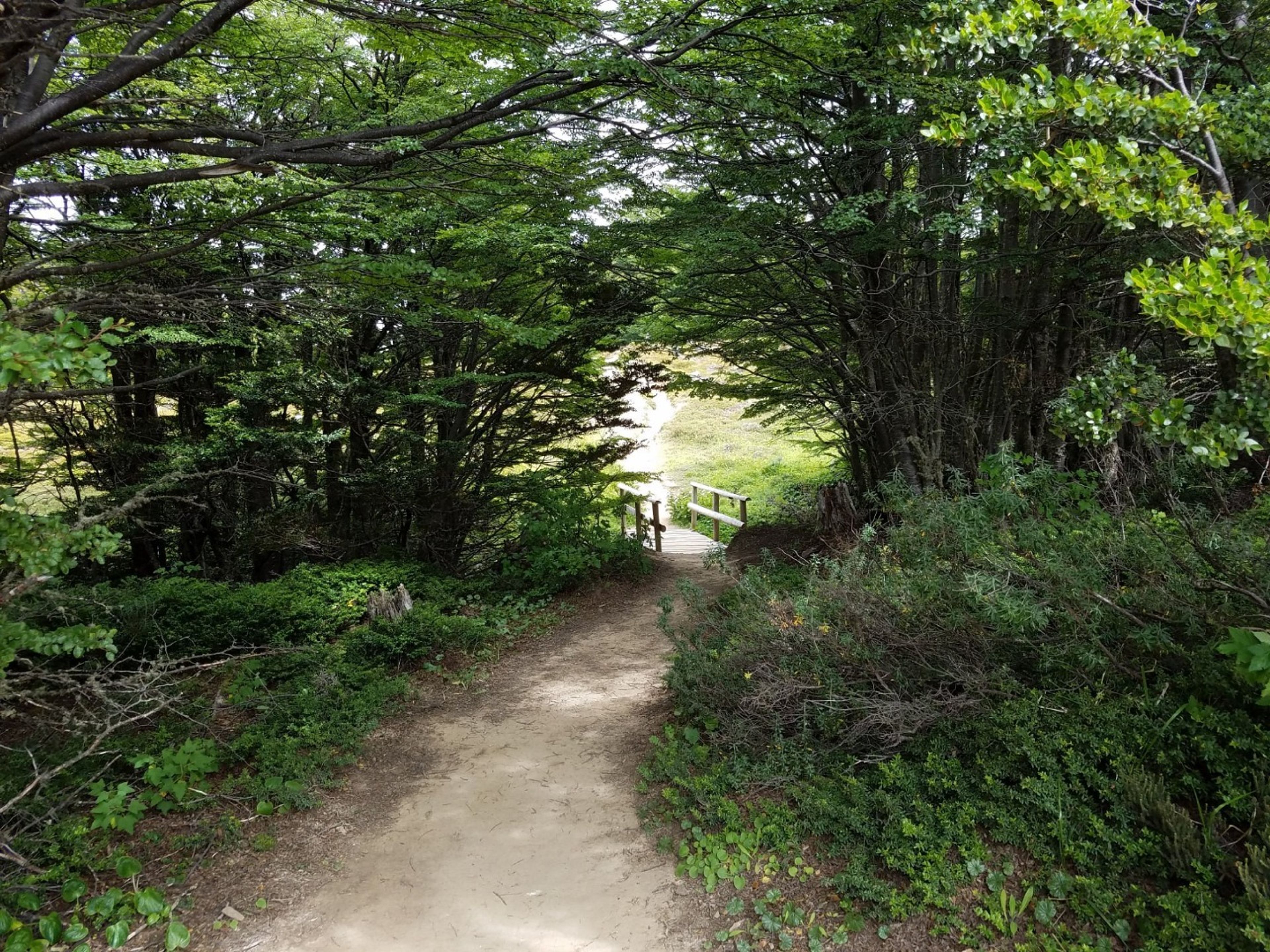 "MAGALLANES-NATIONALRESERVAT" Tour. "MAGALLANES NATIONAL RESERVE" Tour, Punta Arenas, Chile.