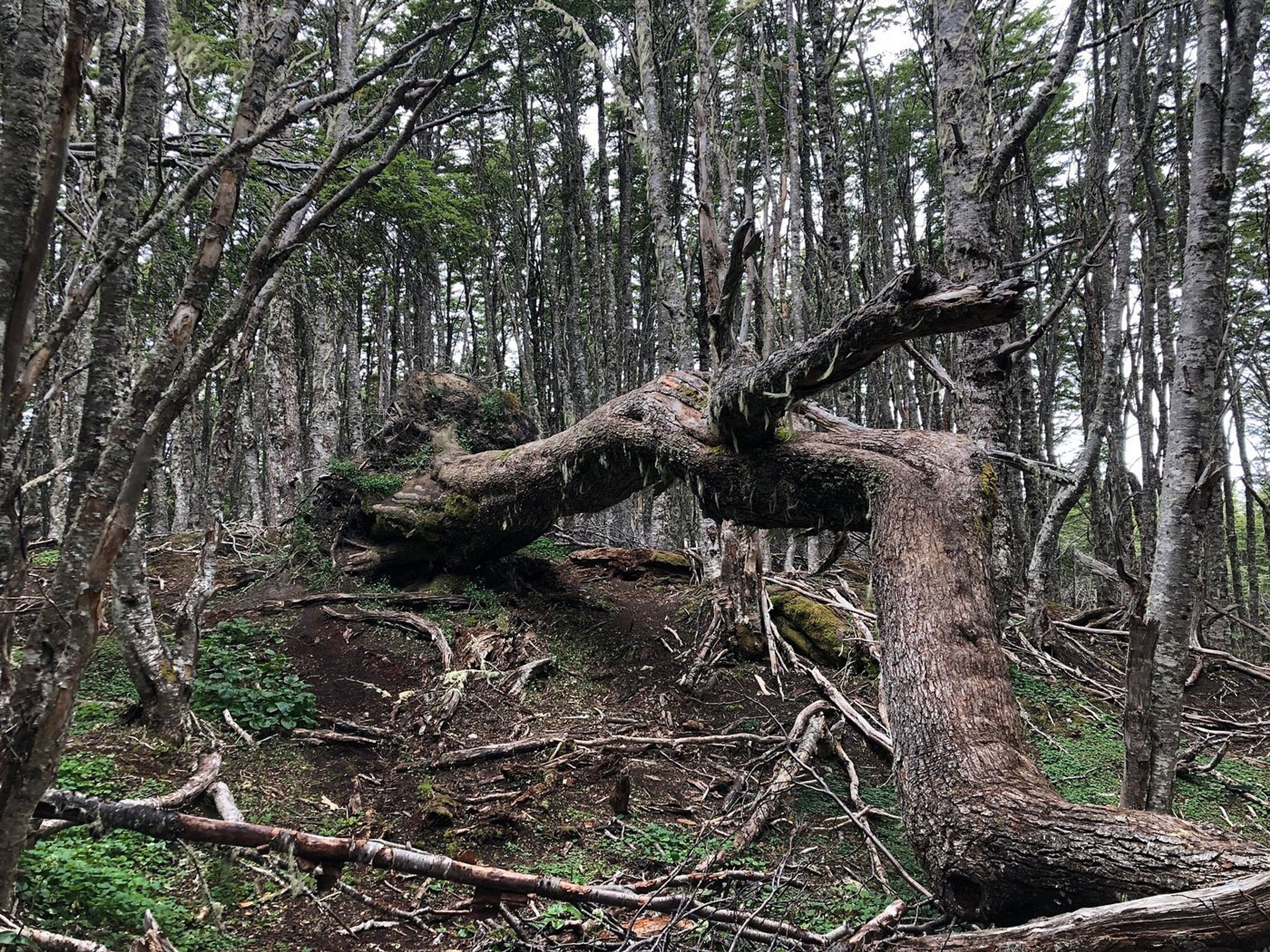 "MAGALLANES-NATIONALRESERVAT" Tour. "MAGALLANES NATIONAL RESERVE" Tour, Punta Arenas, Chile.