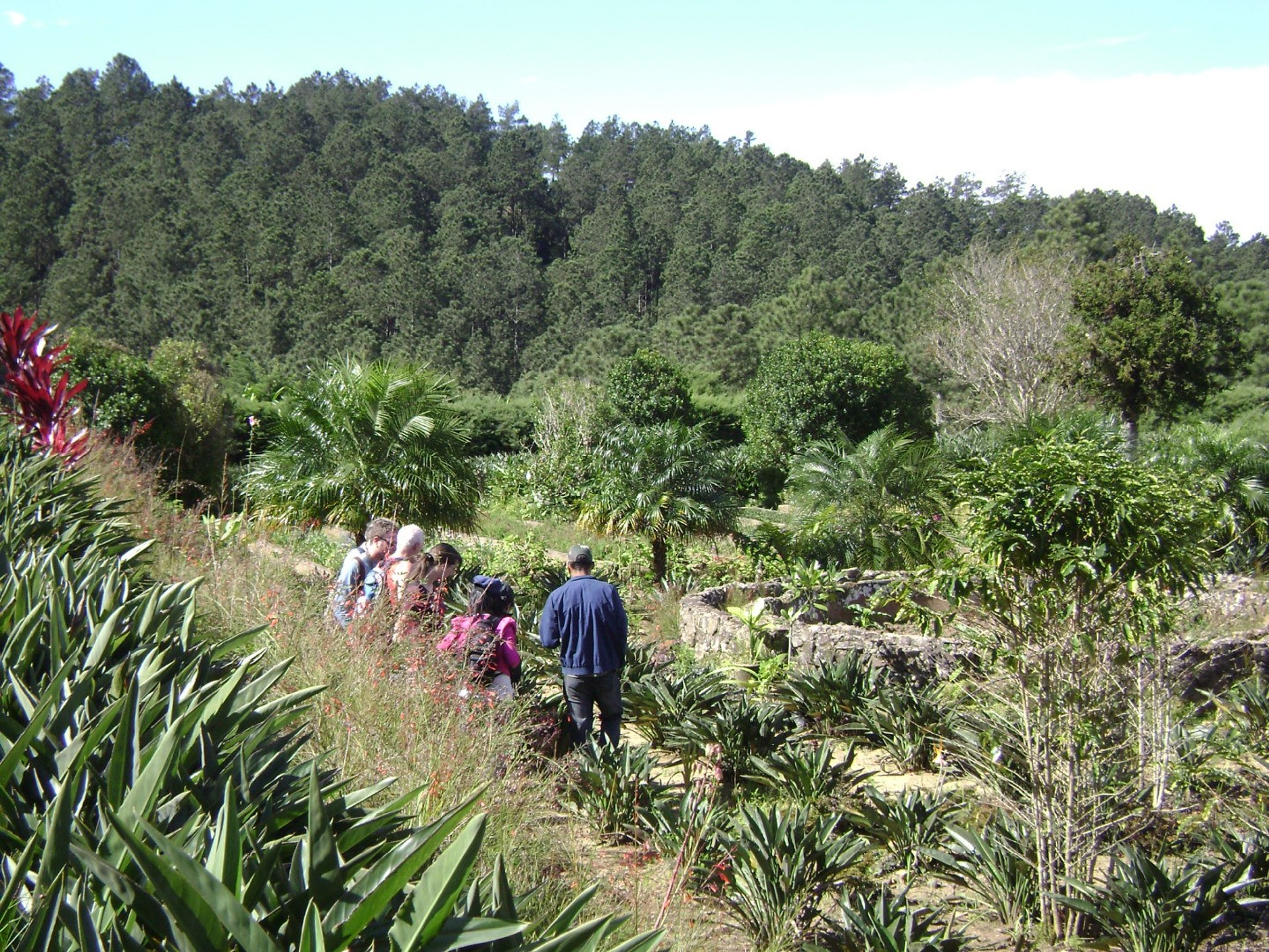 Тур "ЛА ГРАН ПЬЕДРА". Ave del Paraíso botanical garden, Santiago de Cuba