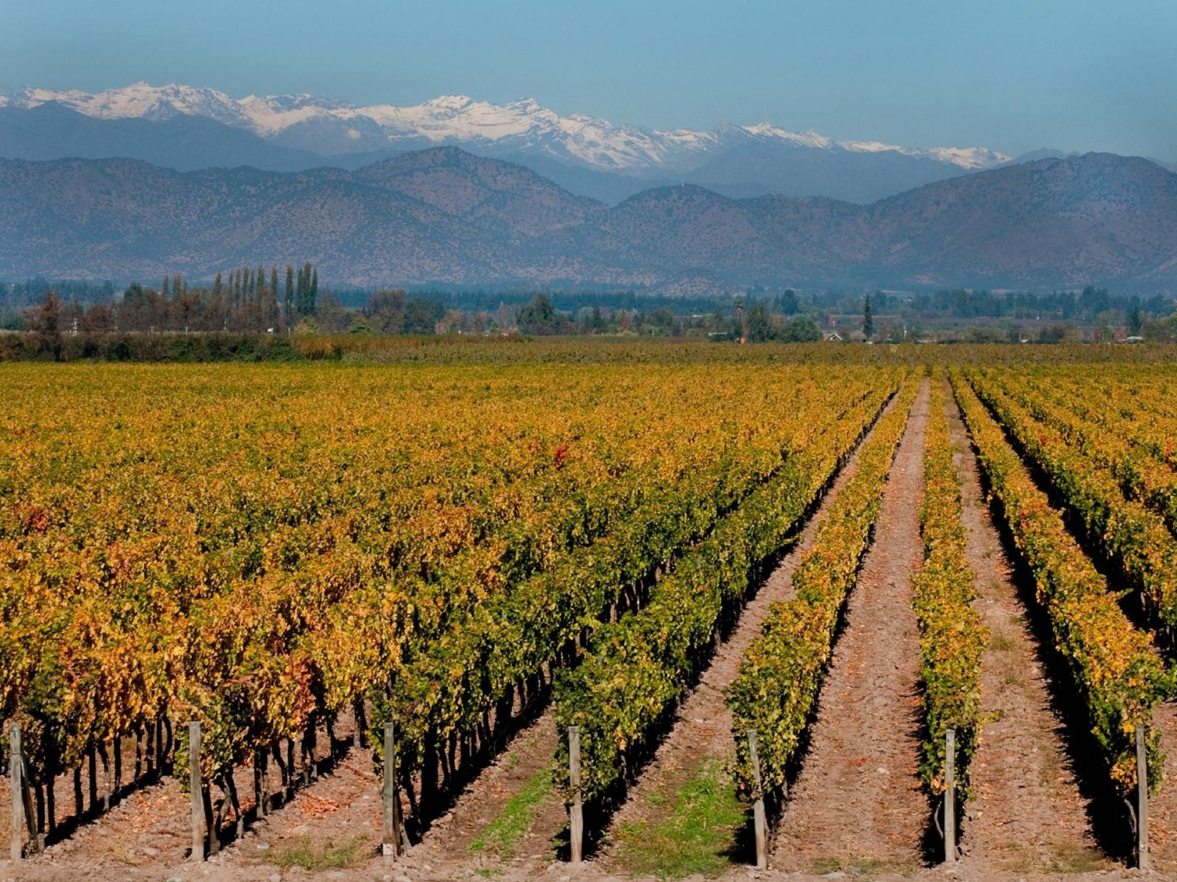 Excursão “ADEGA COUSIÑO MACUL”. “COUSIÑO MACUL WINERY” Tour, Chile.