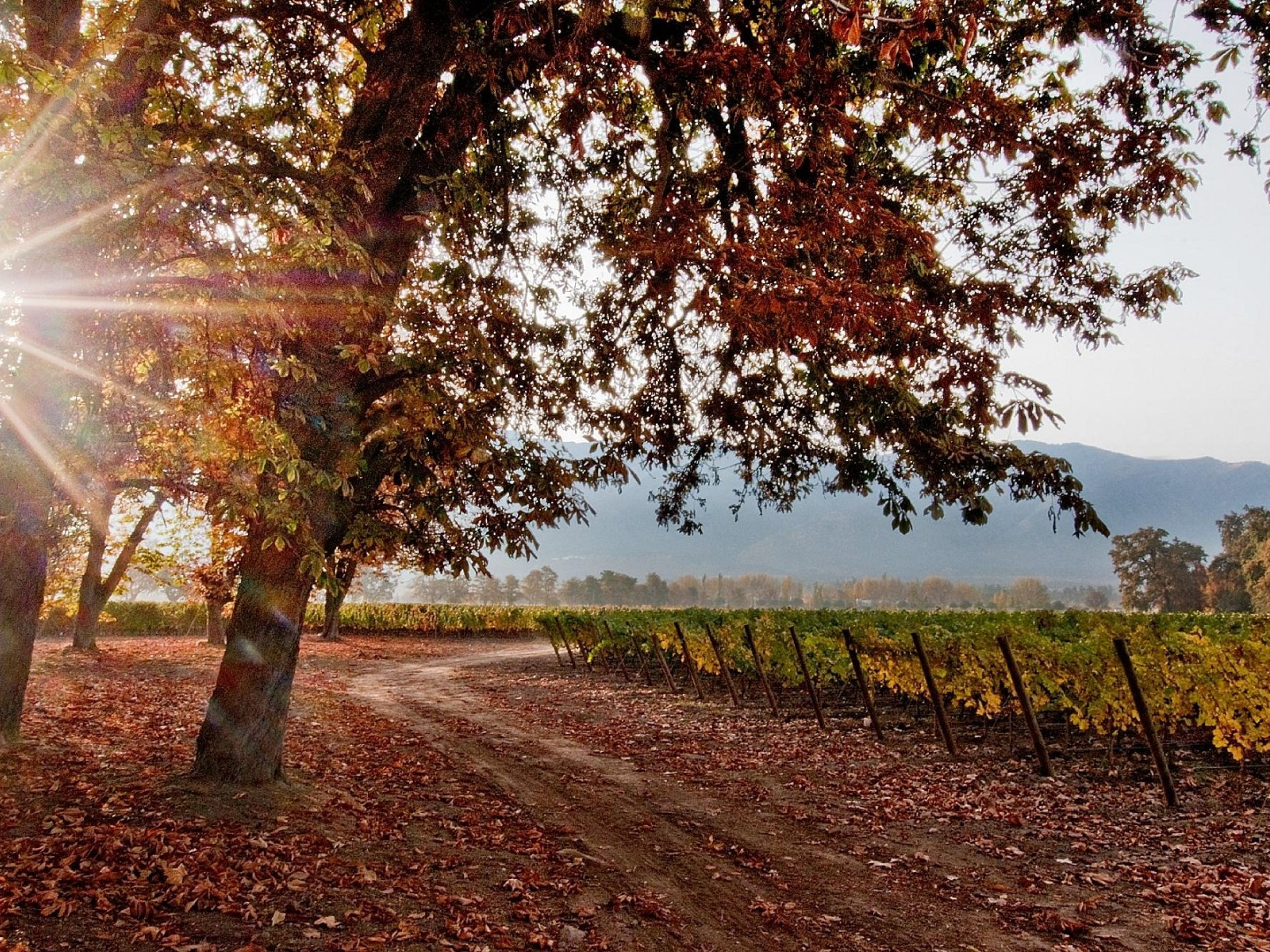 Excursão “ADEGA COUSIÑO MACUL”. “COUSIÑO MACUL WINERY” Tour, Chile.