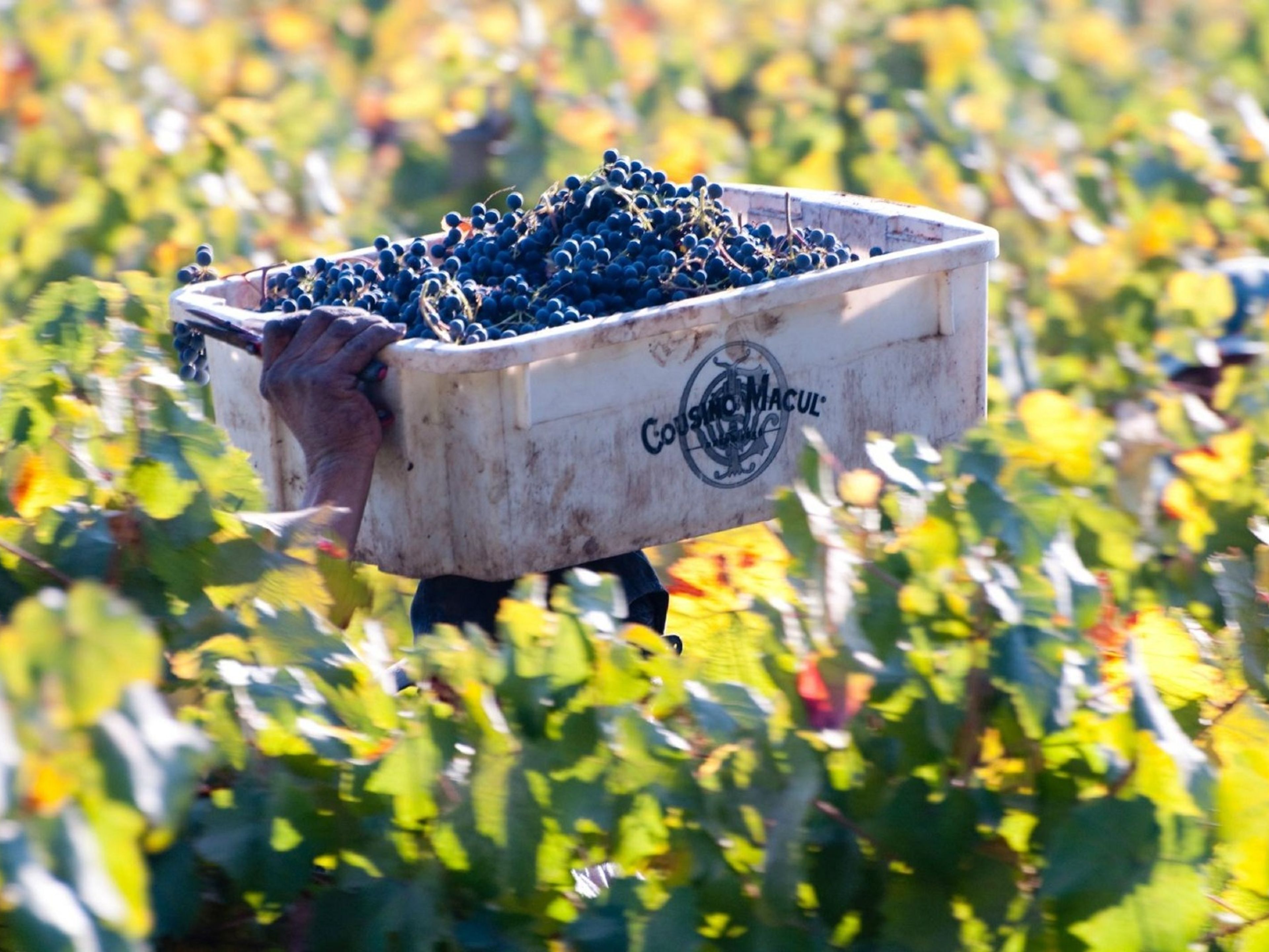 Excursão “ADEGA COUSIÑO MACUL”. “COUSIÑO MACUL WINERY” Tour, Chile.